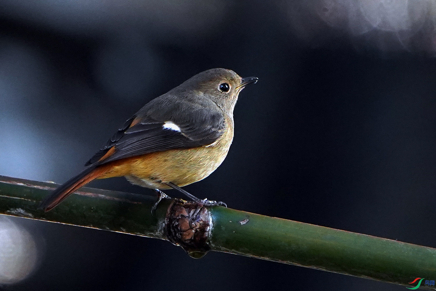 5752 ����.jpg