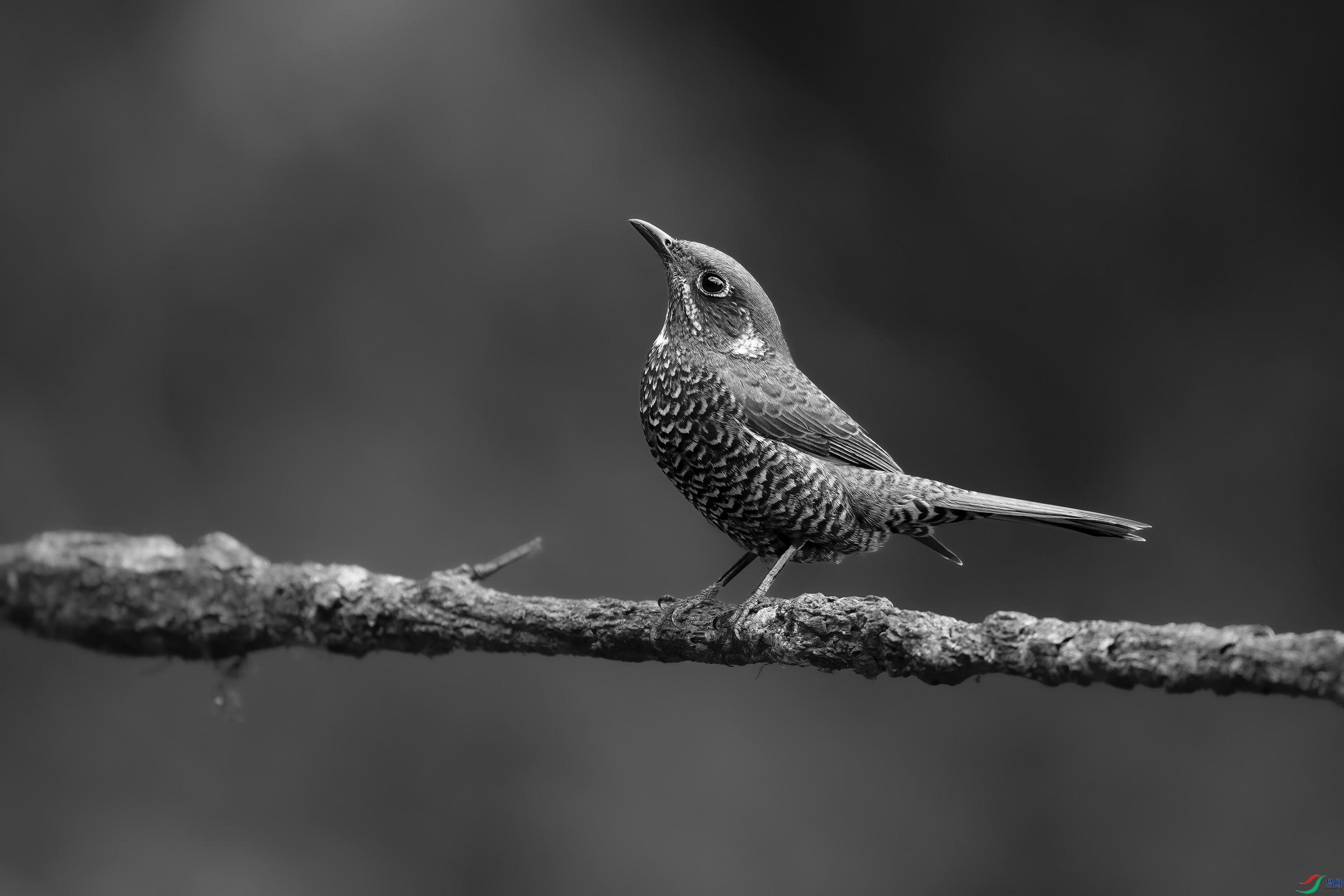 DSC047410.jpg