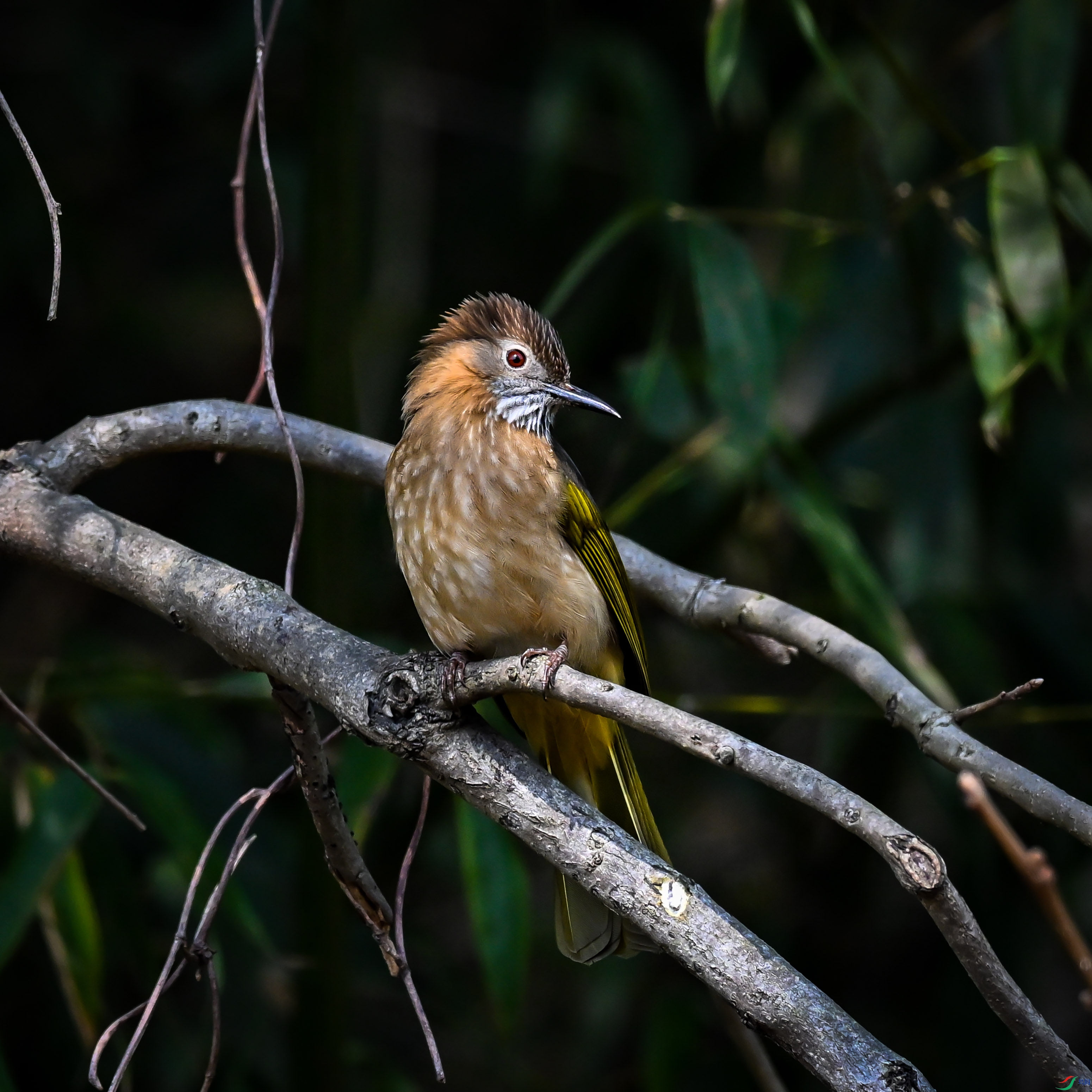 DSC_5178.jpg