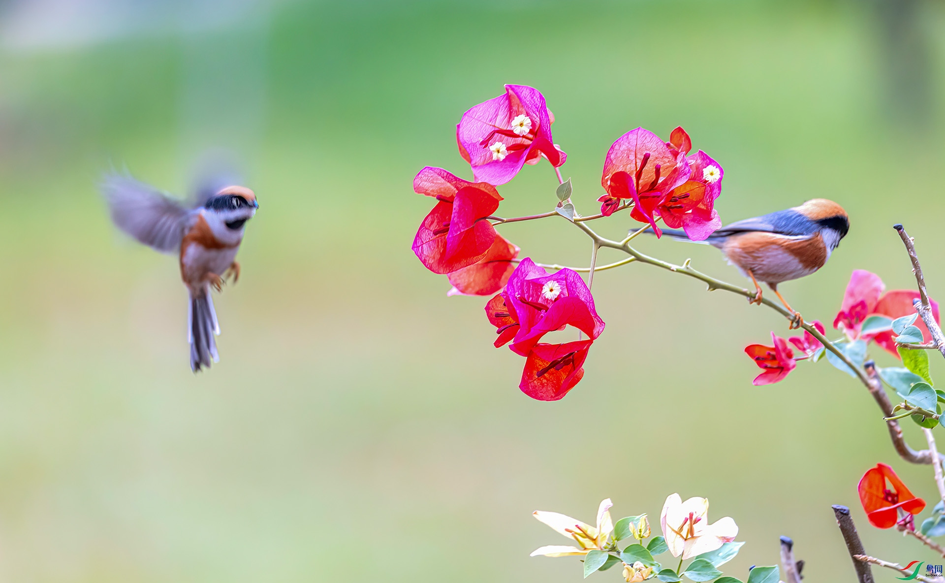 060A2087 ����-Sha---1 .jpg