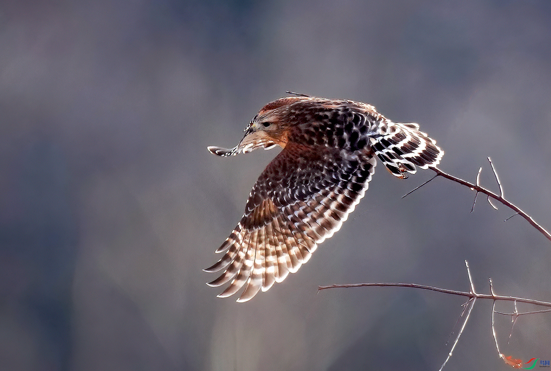 DSC08729--.jpg