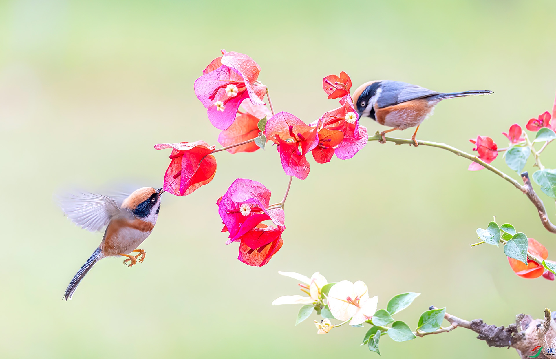 060A2591 ����-Sha---1 .jpg