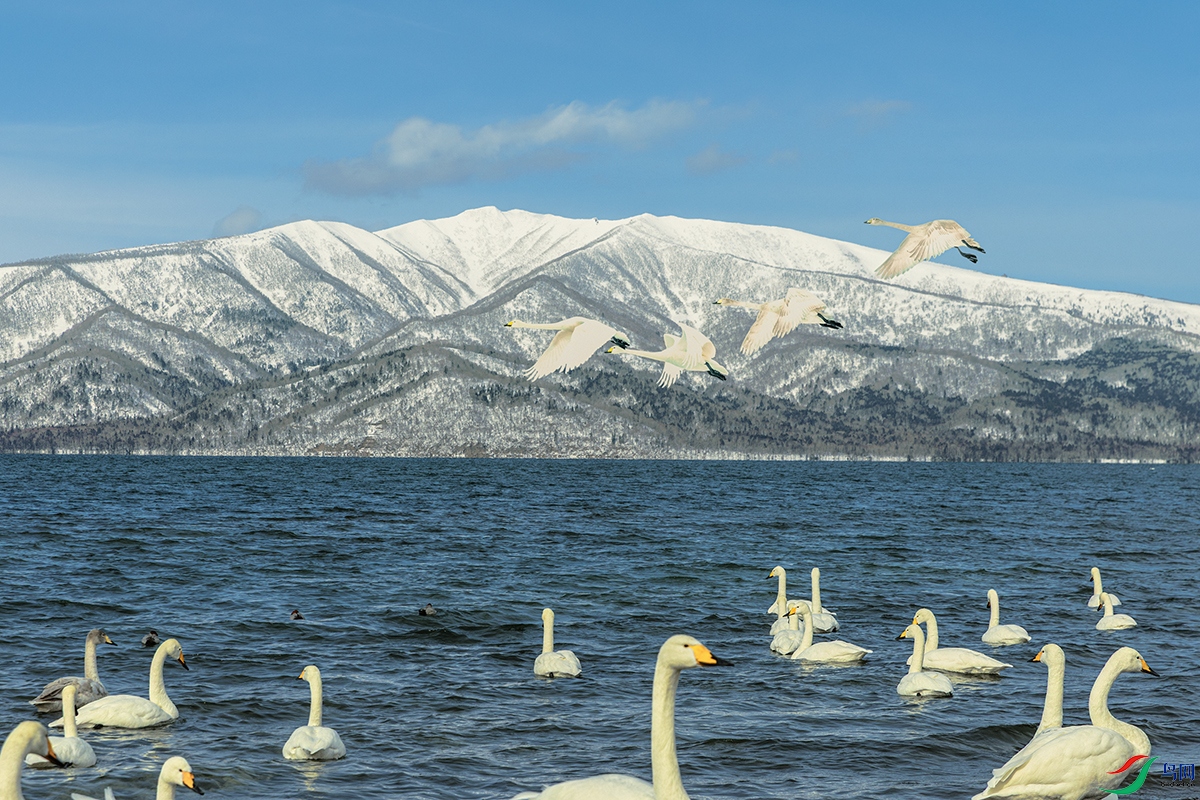 �����----ѩɽ����