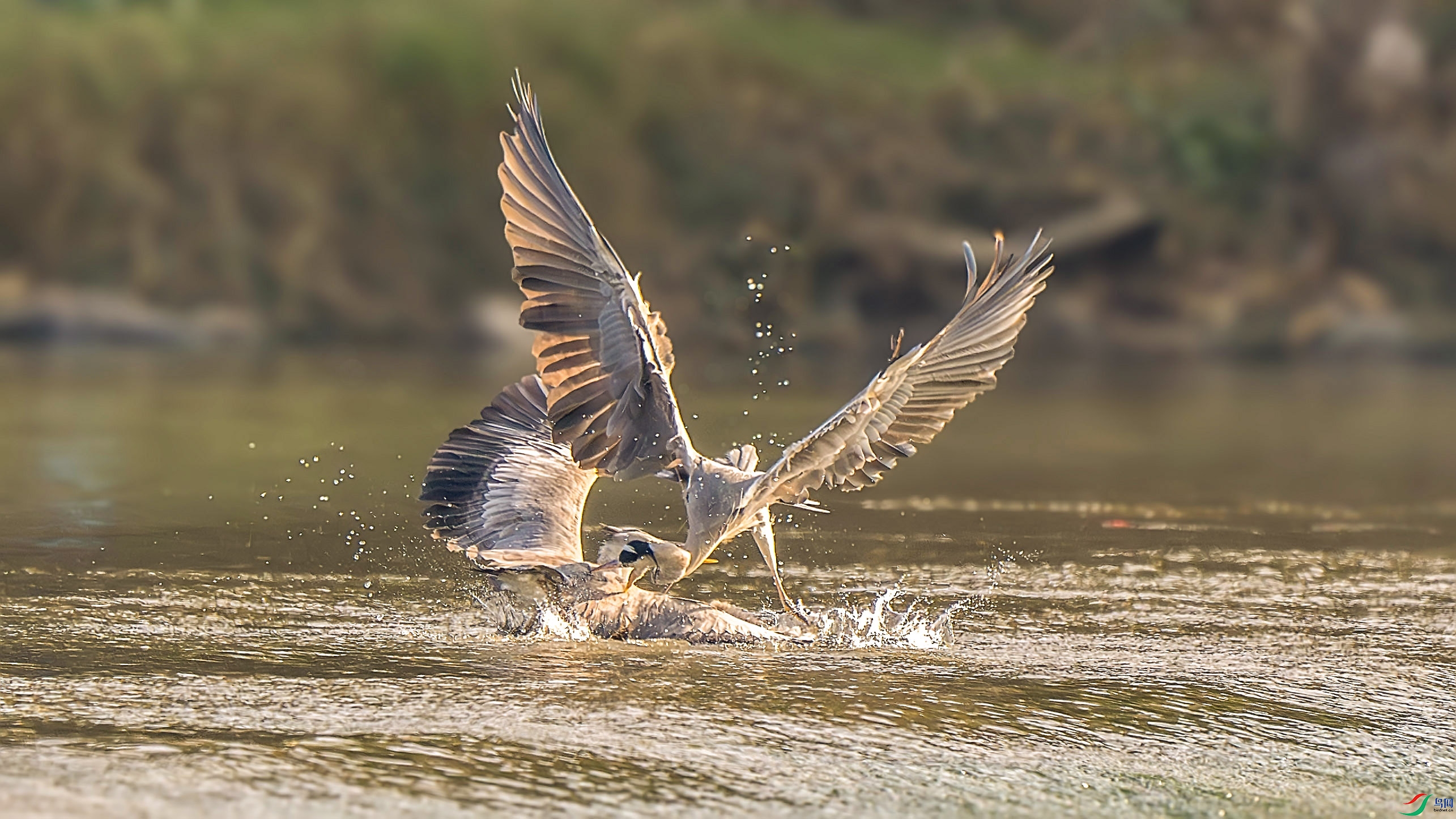 _DSC5388-����ǿ-NR ���� 3.jpg