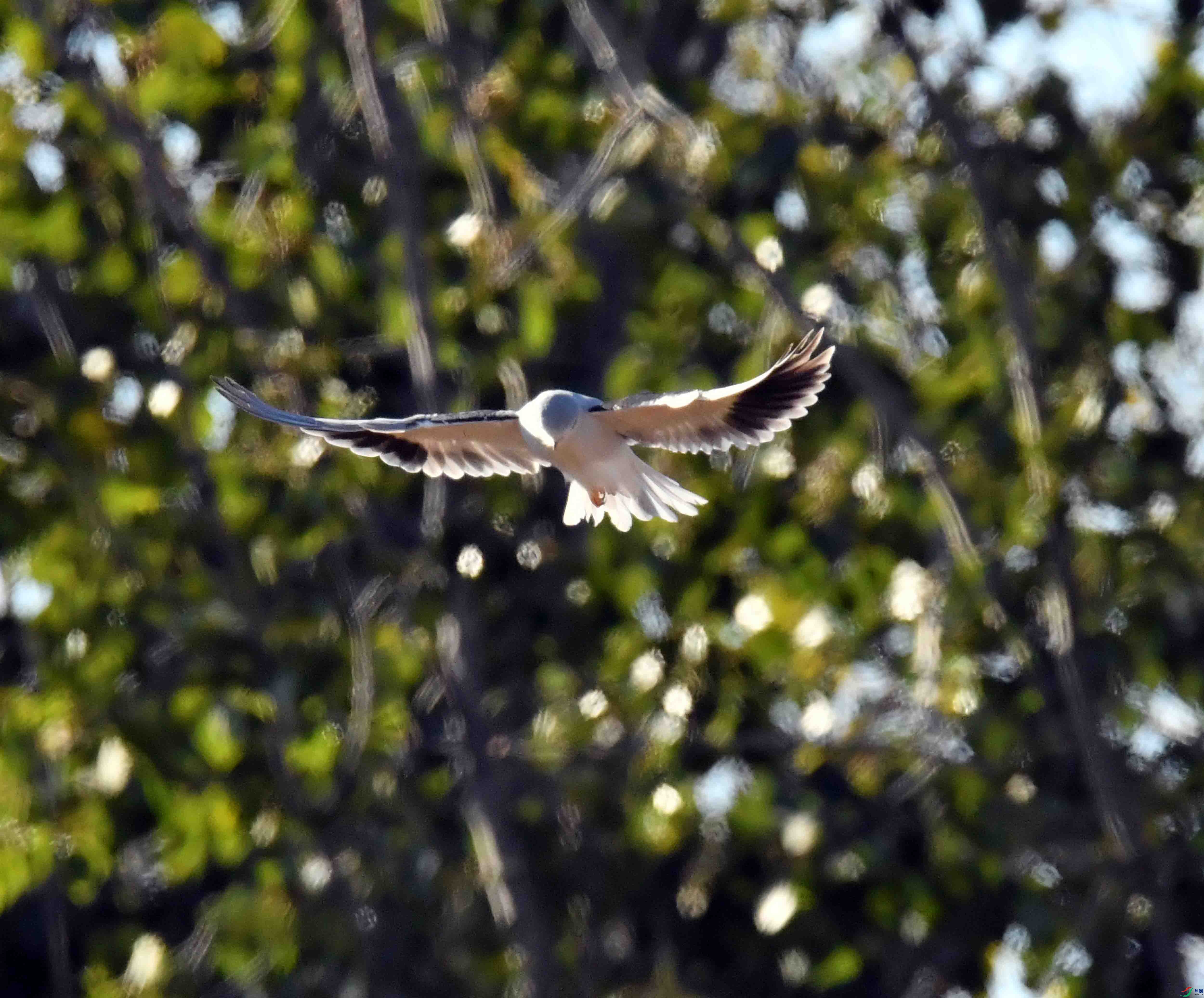 DSC_9451.JPG