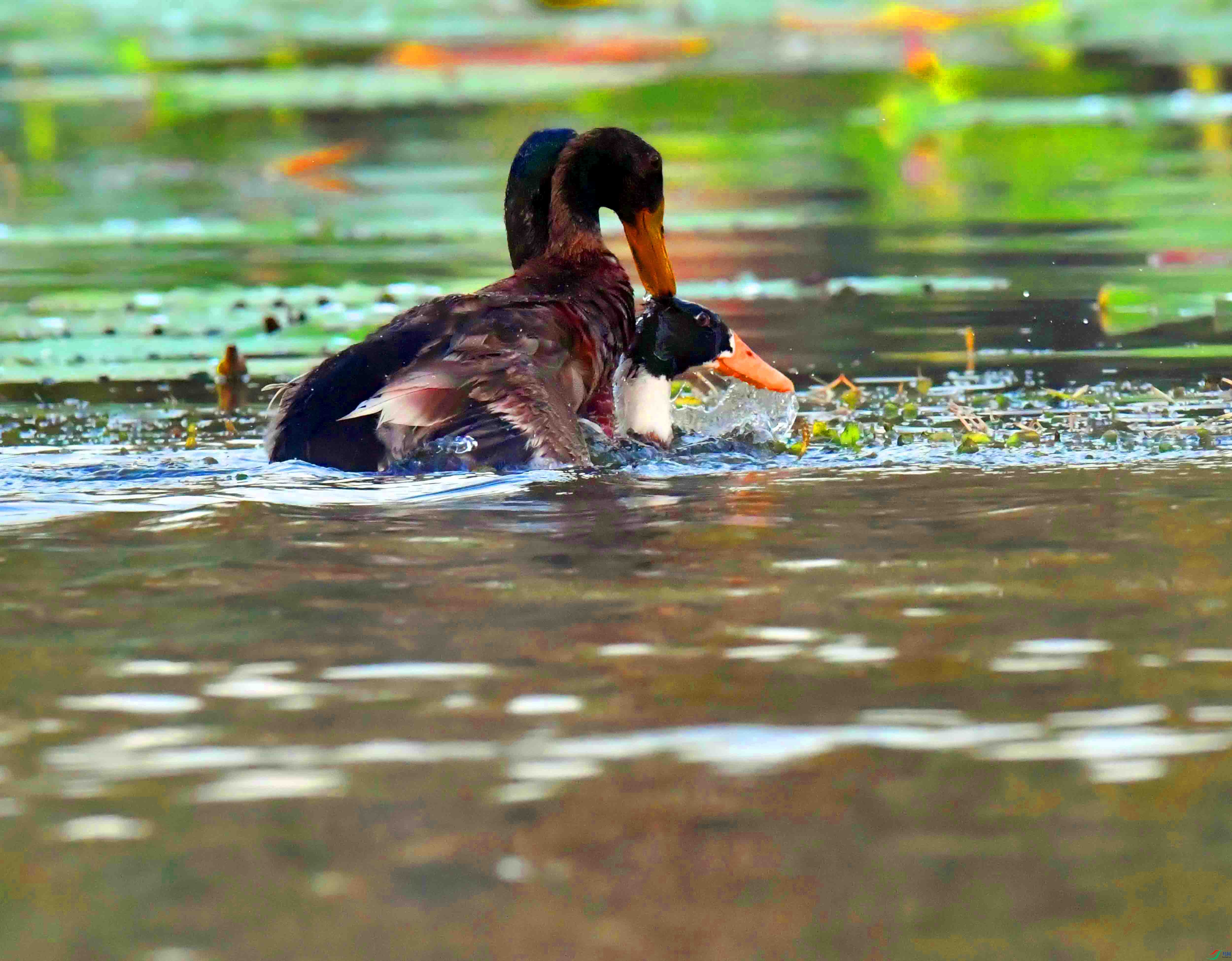 DSC_9592.JPG