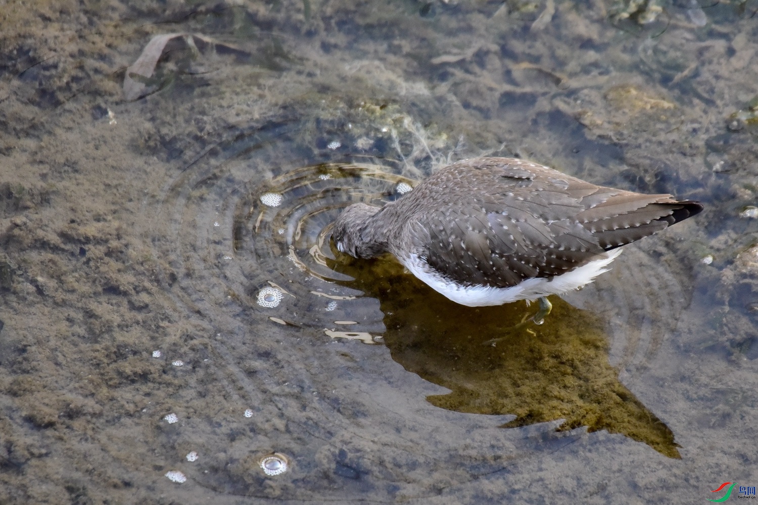 DSC_4388.JPG