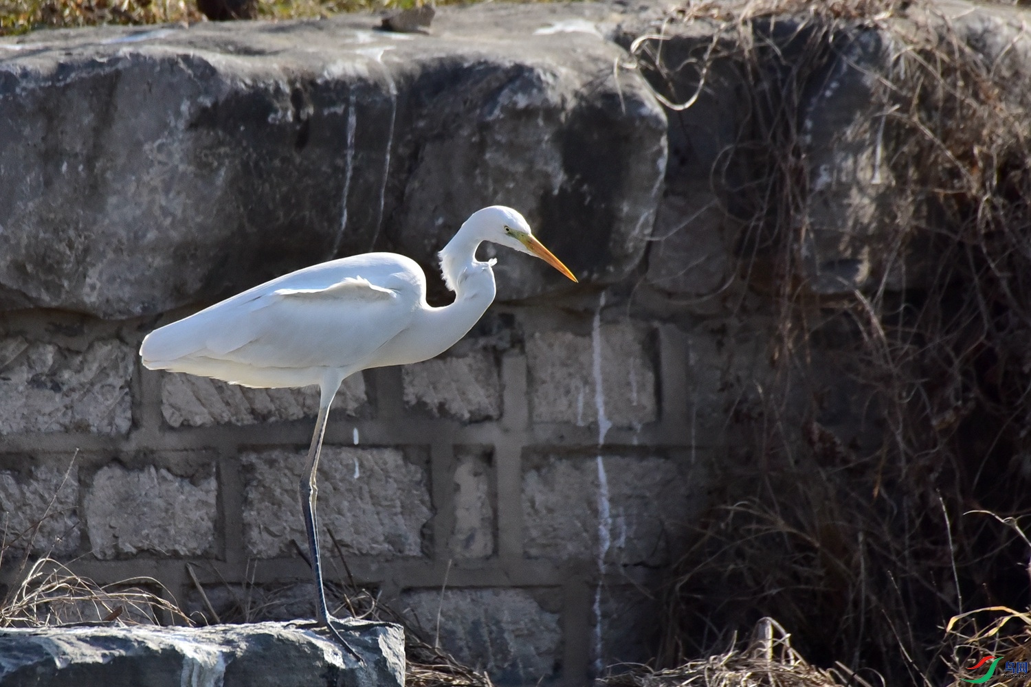 DSC_6158.JPG