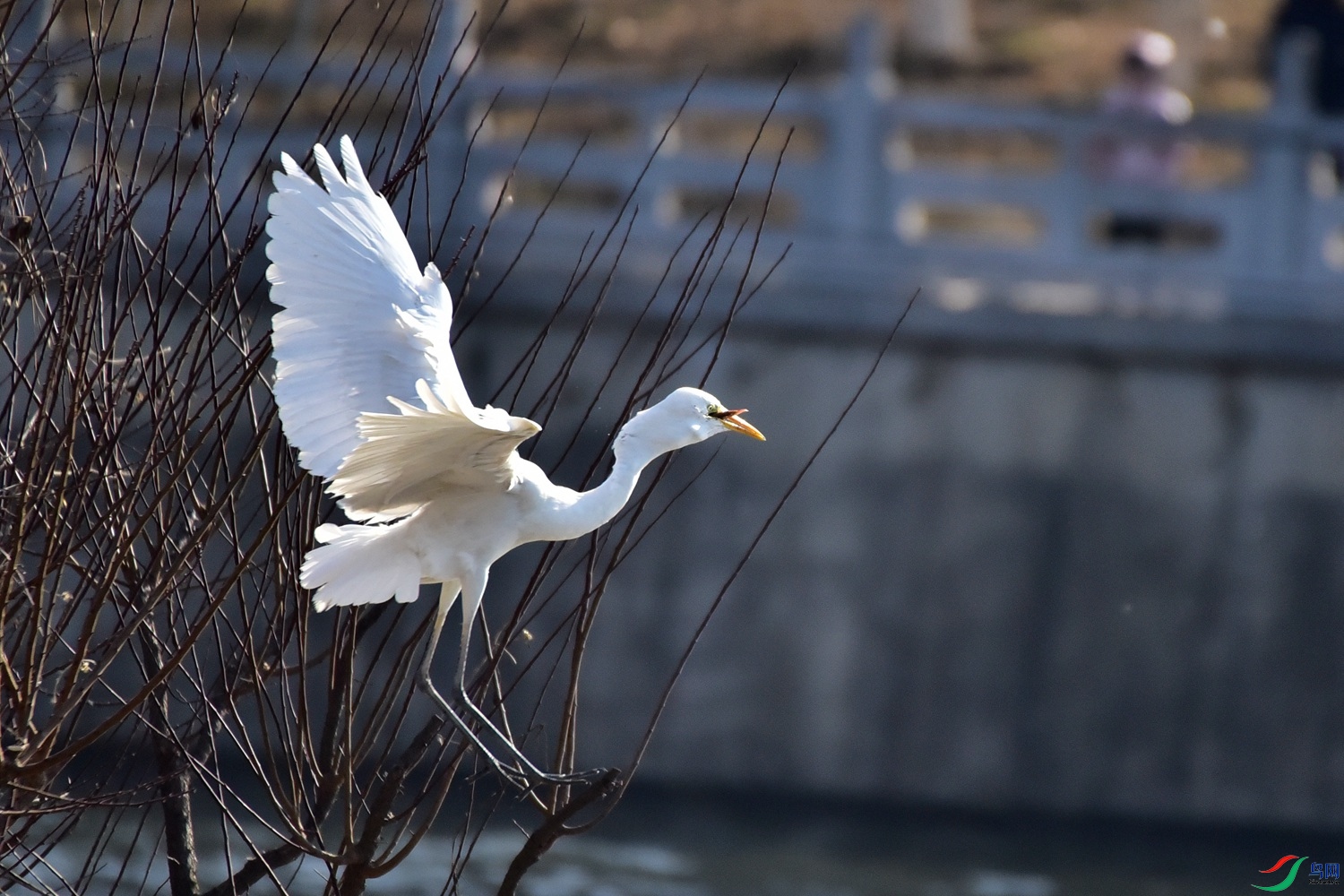 DSC_6195.JPG