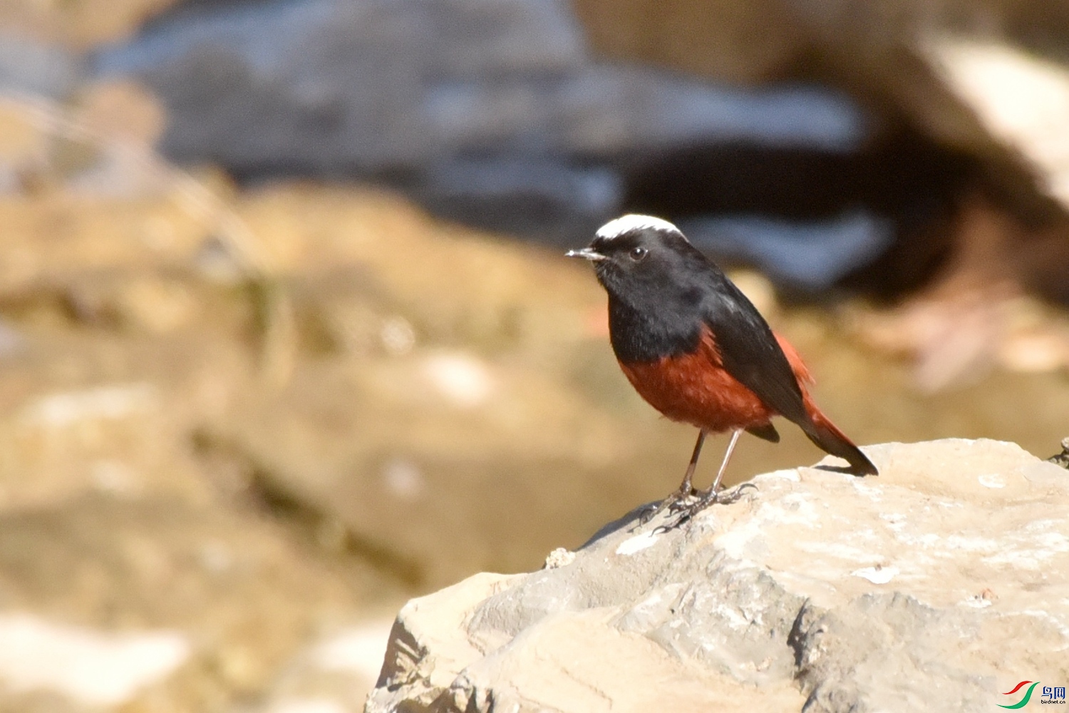 DSC_9586.JPG