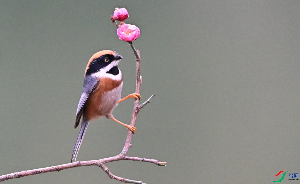 DSC_1426 - ����.JPG