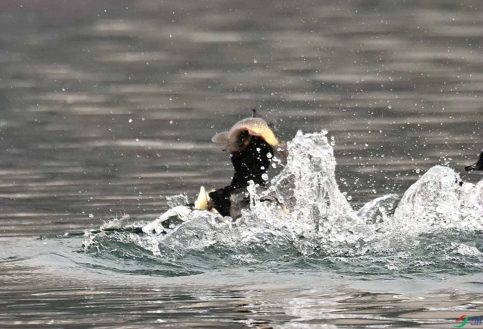 DSC_7303_����.jpg