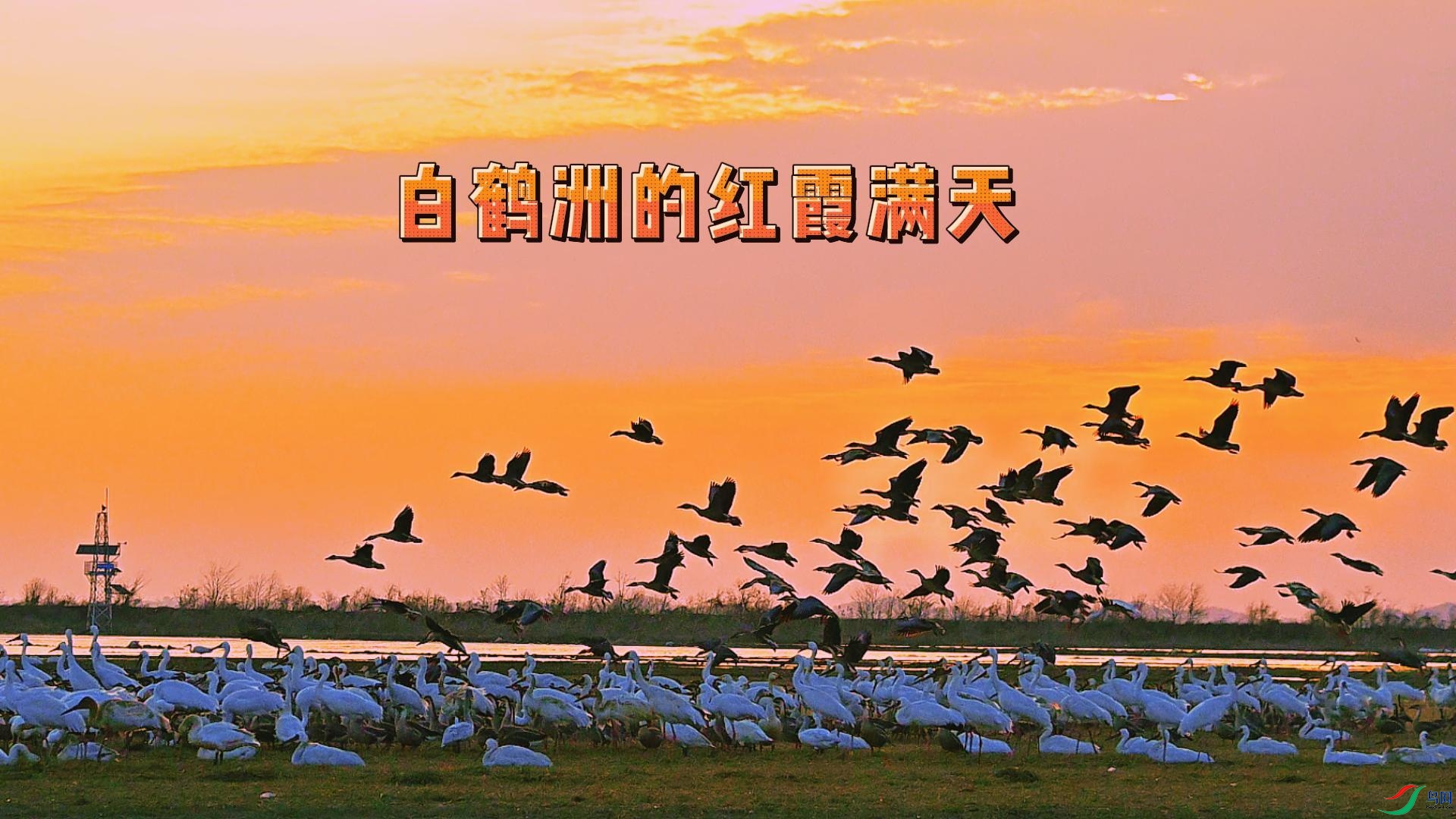 �׺��޵ĺ�ϼ����