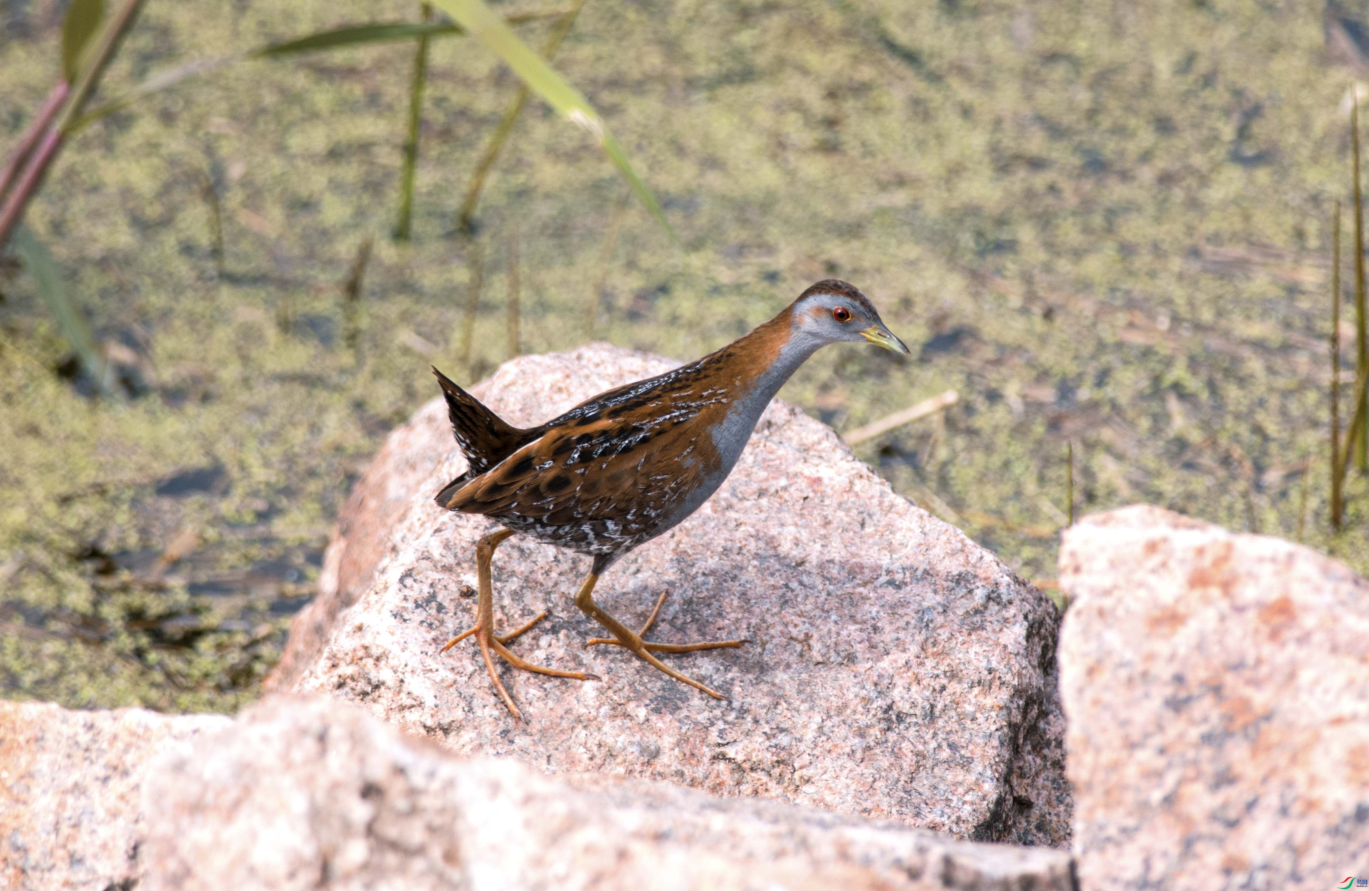 DSC_2088.jpg