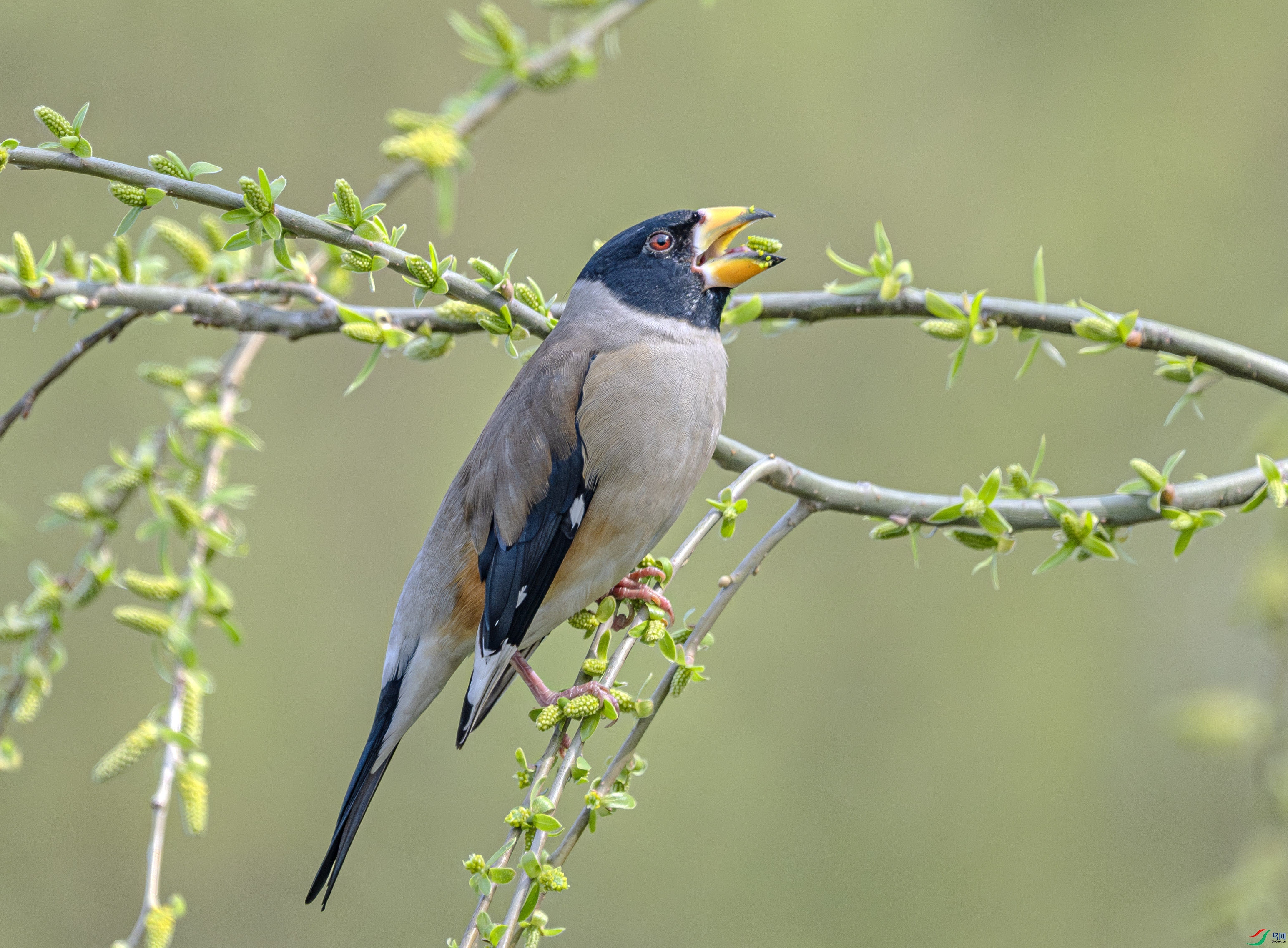 DSC_5212-����ǿ-NR ����.jpg