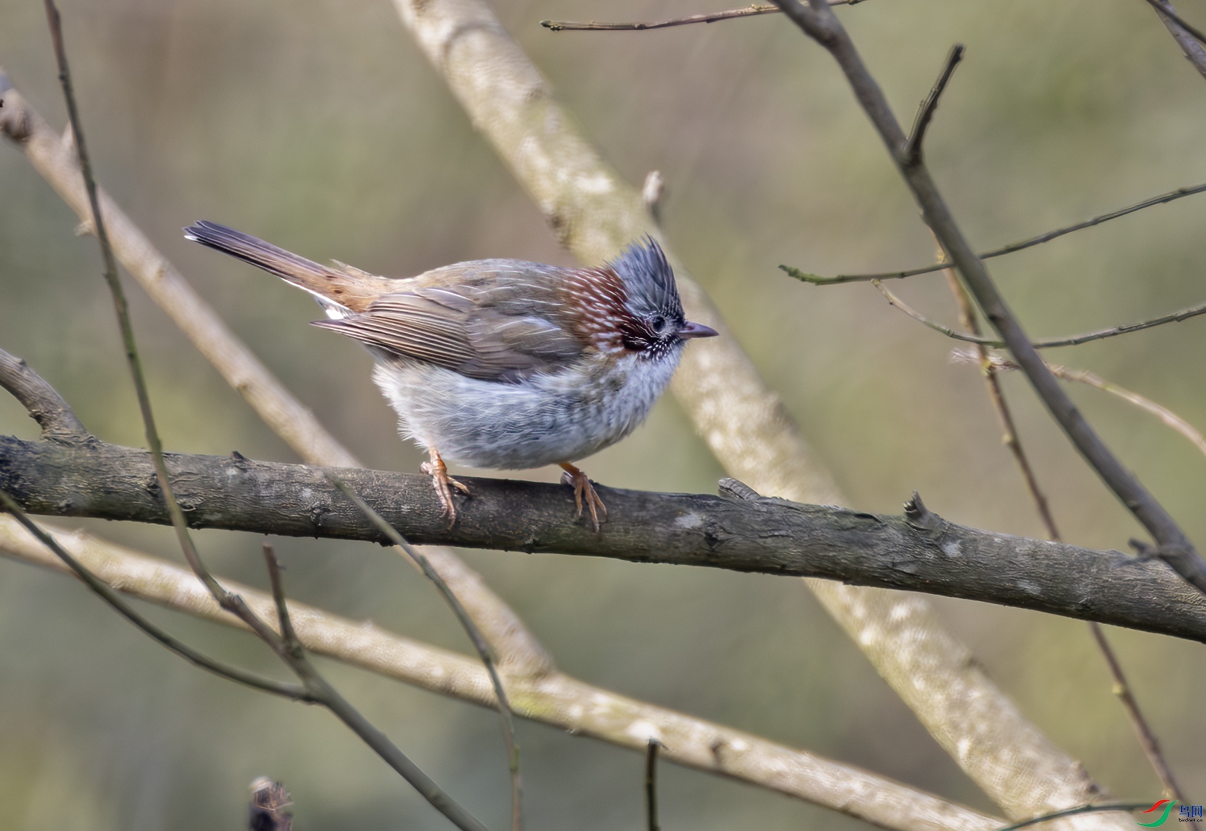 2I1A8357-����ǿ-NR ����.jpg