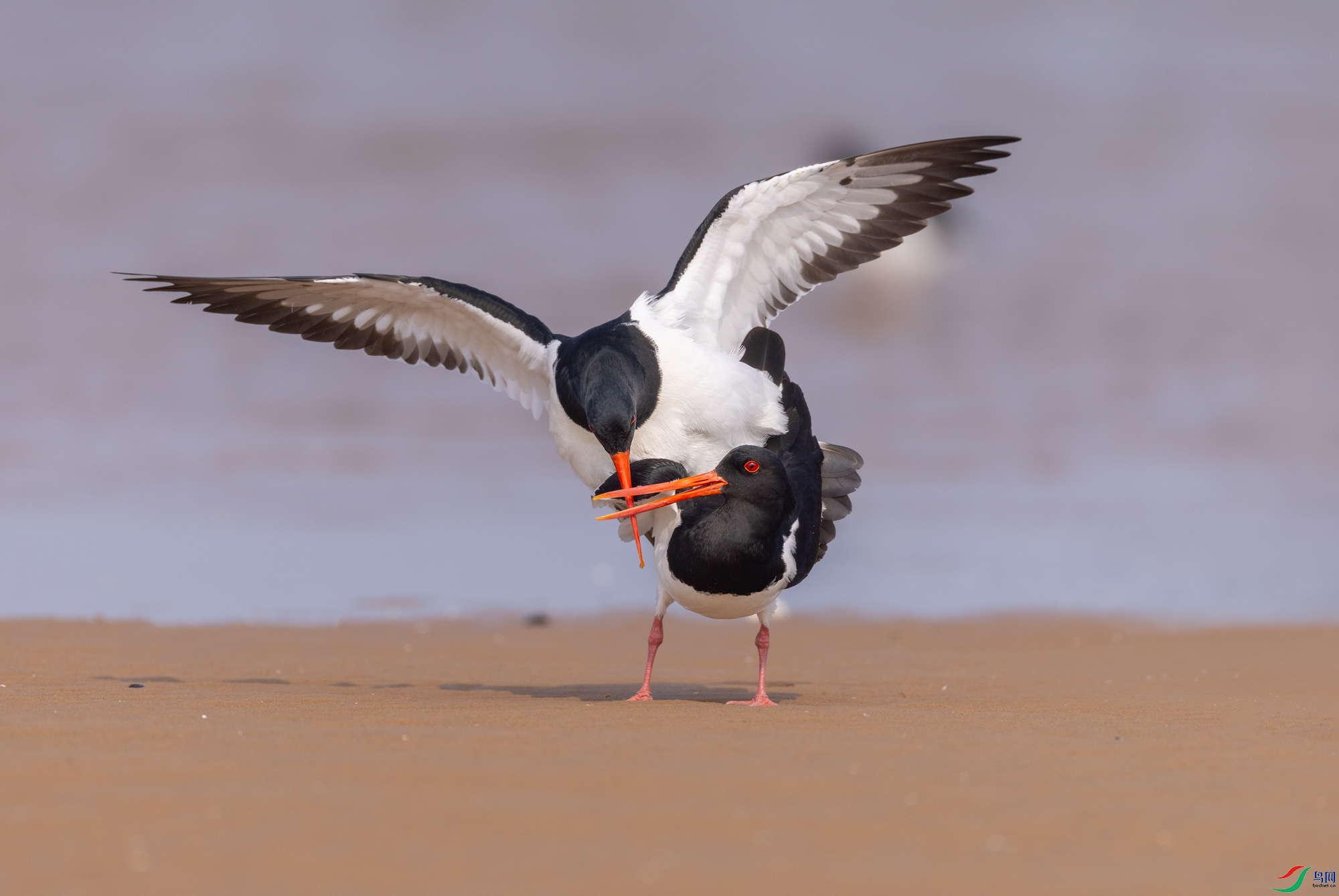 ������赸