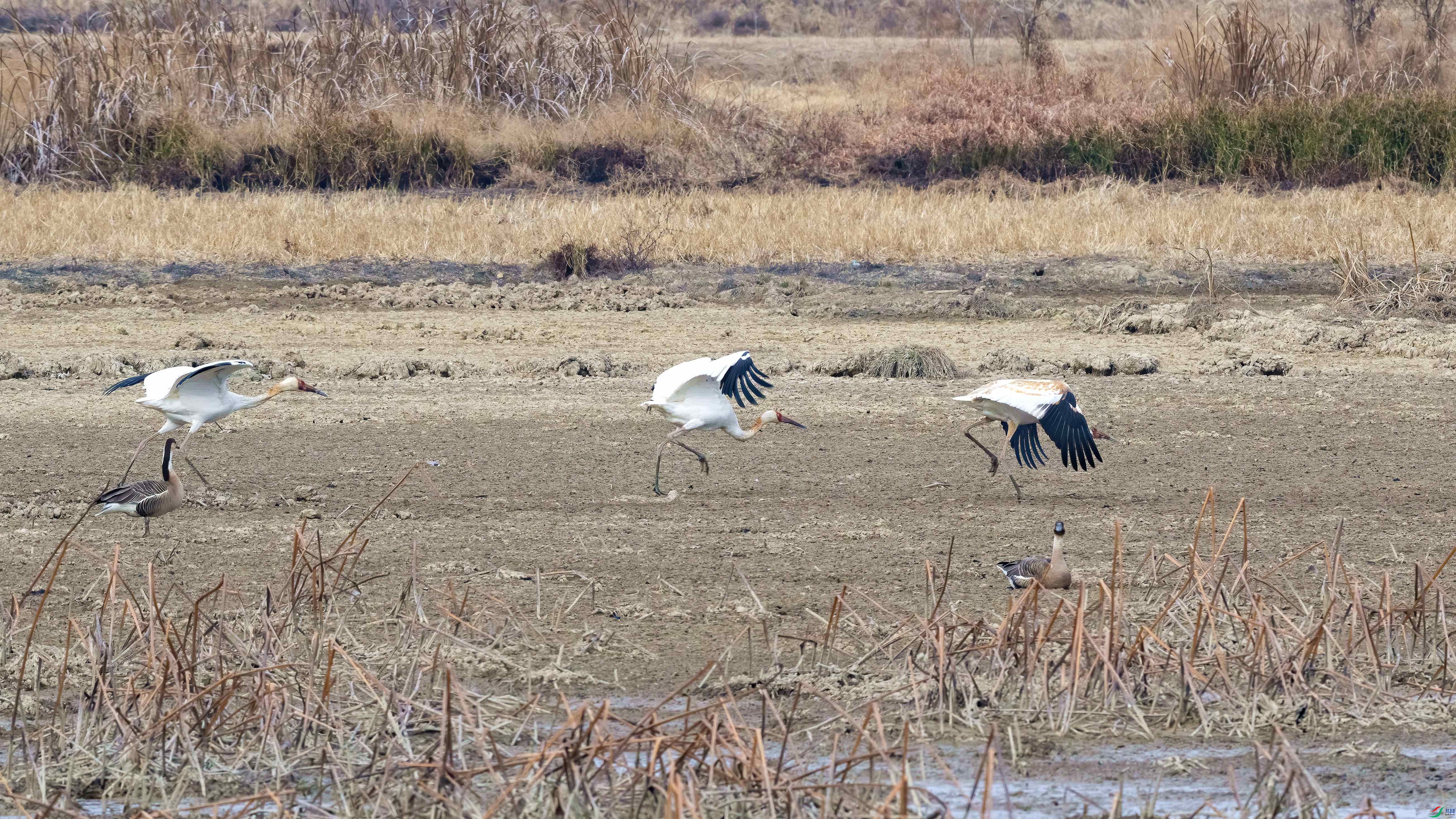 DSC_8077.jpg