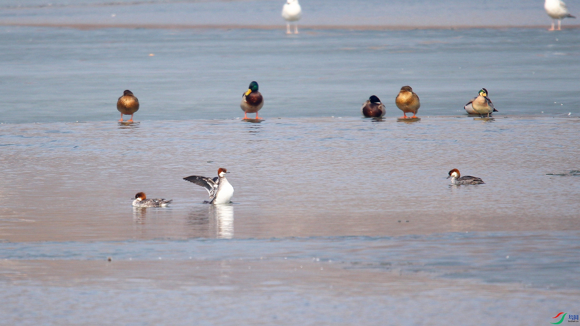 A48Z1528_����.jpg