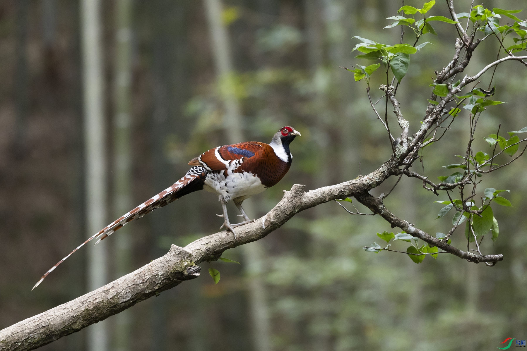 �׾���β��