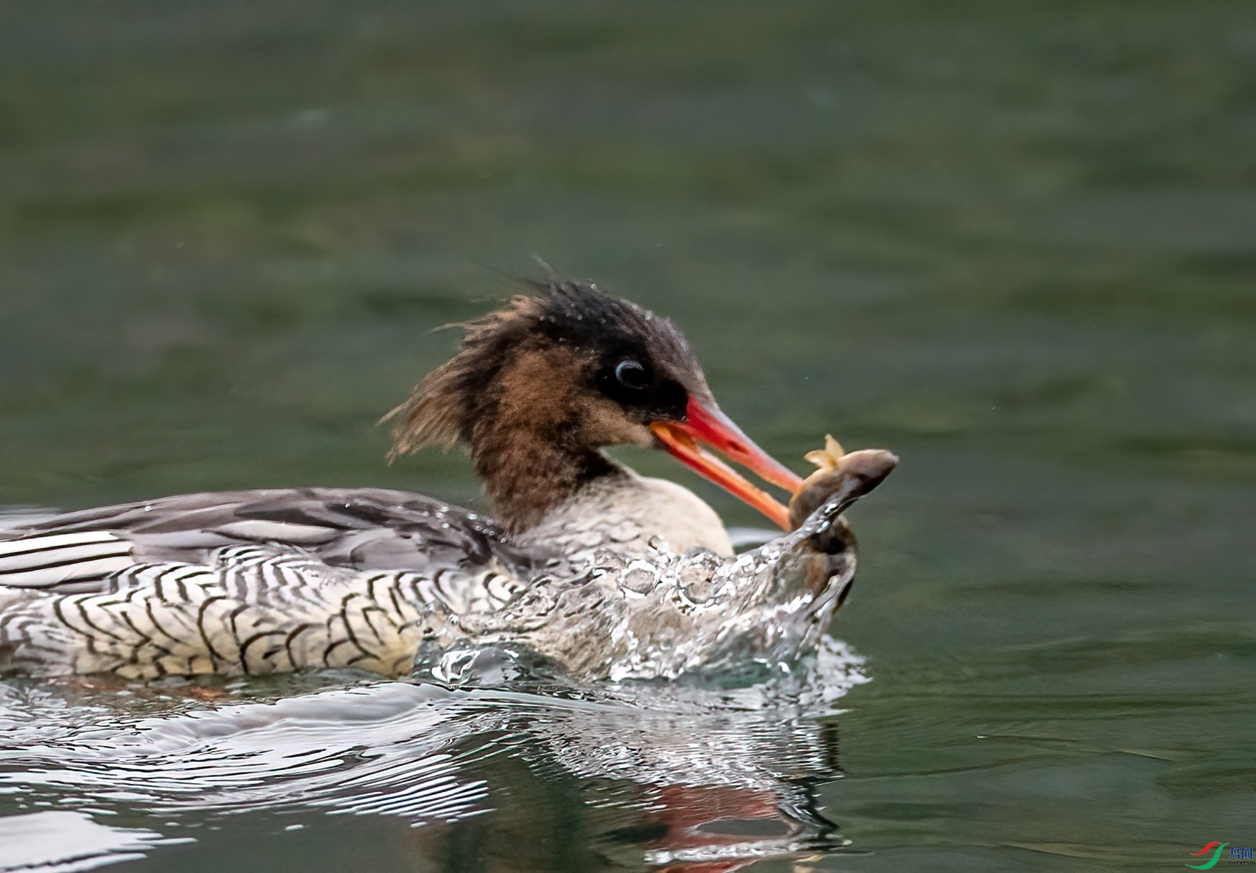 DSC_1069.jpg