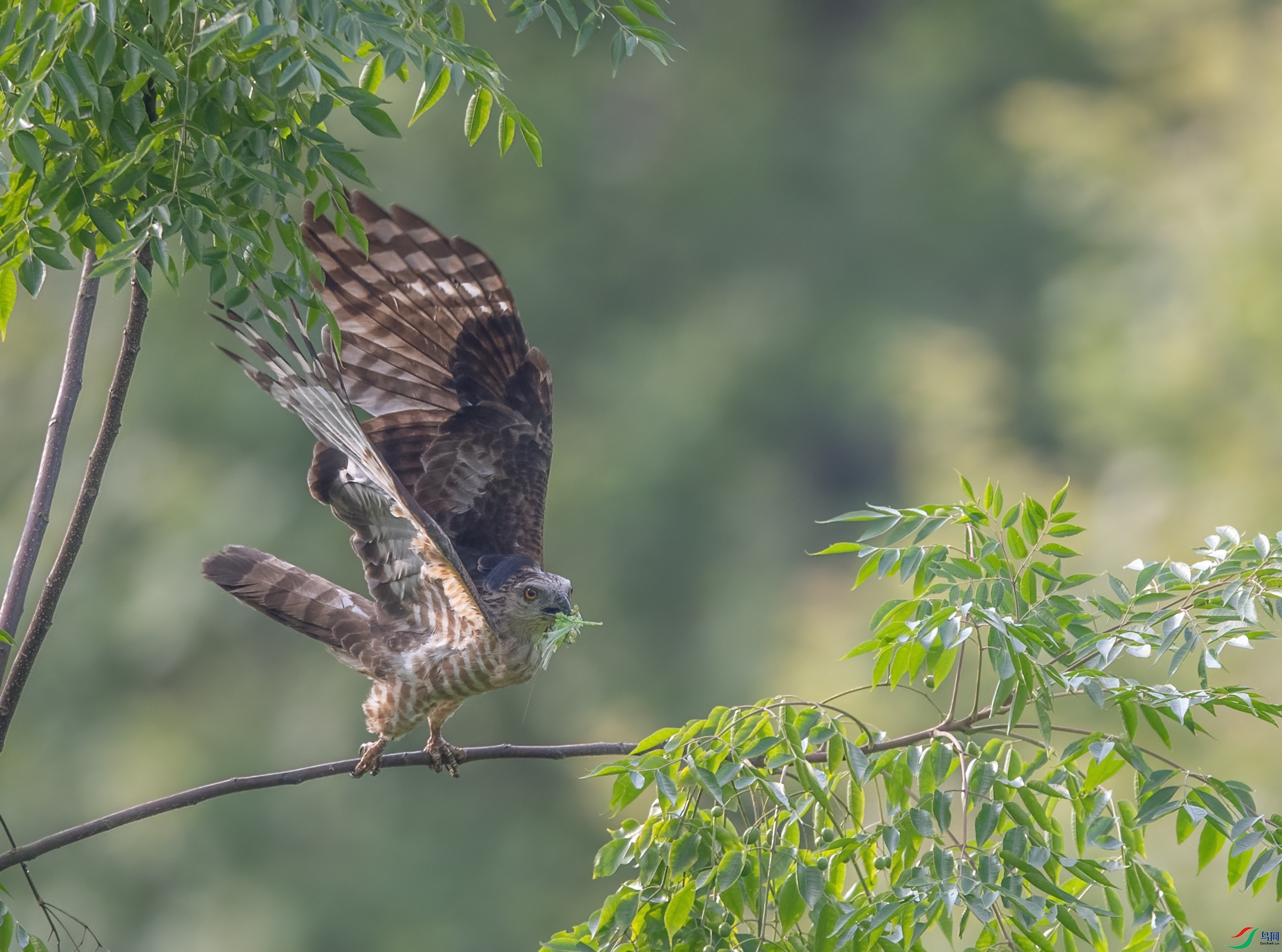 DSC_6980-1.jpg