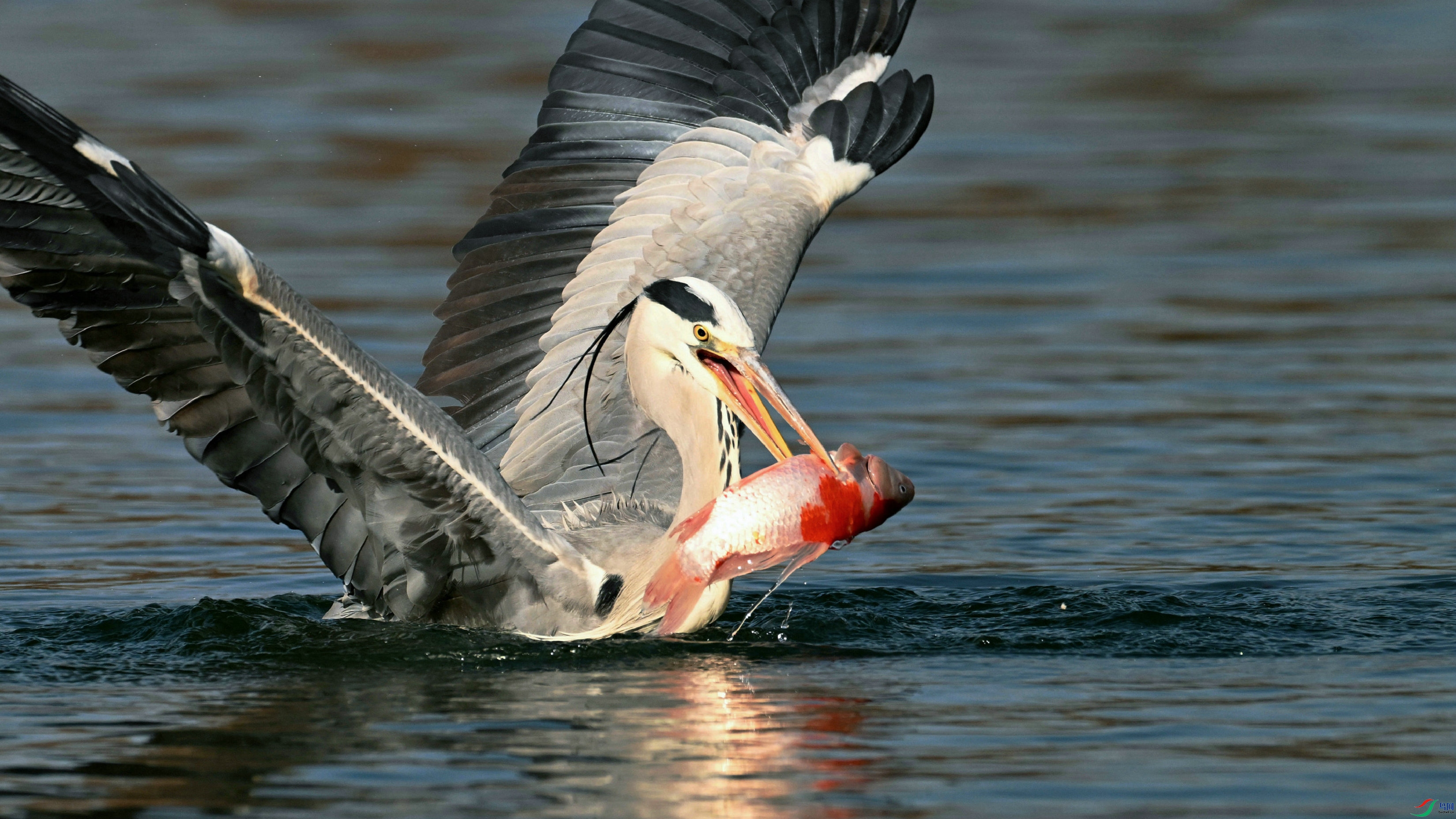 DSC_7271.JPG