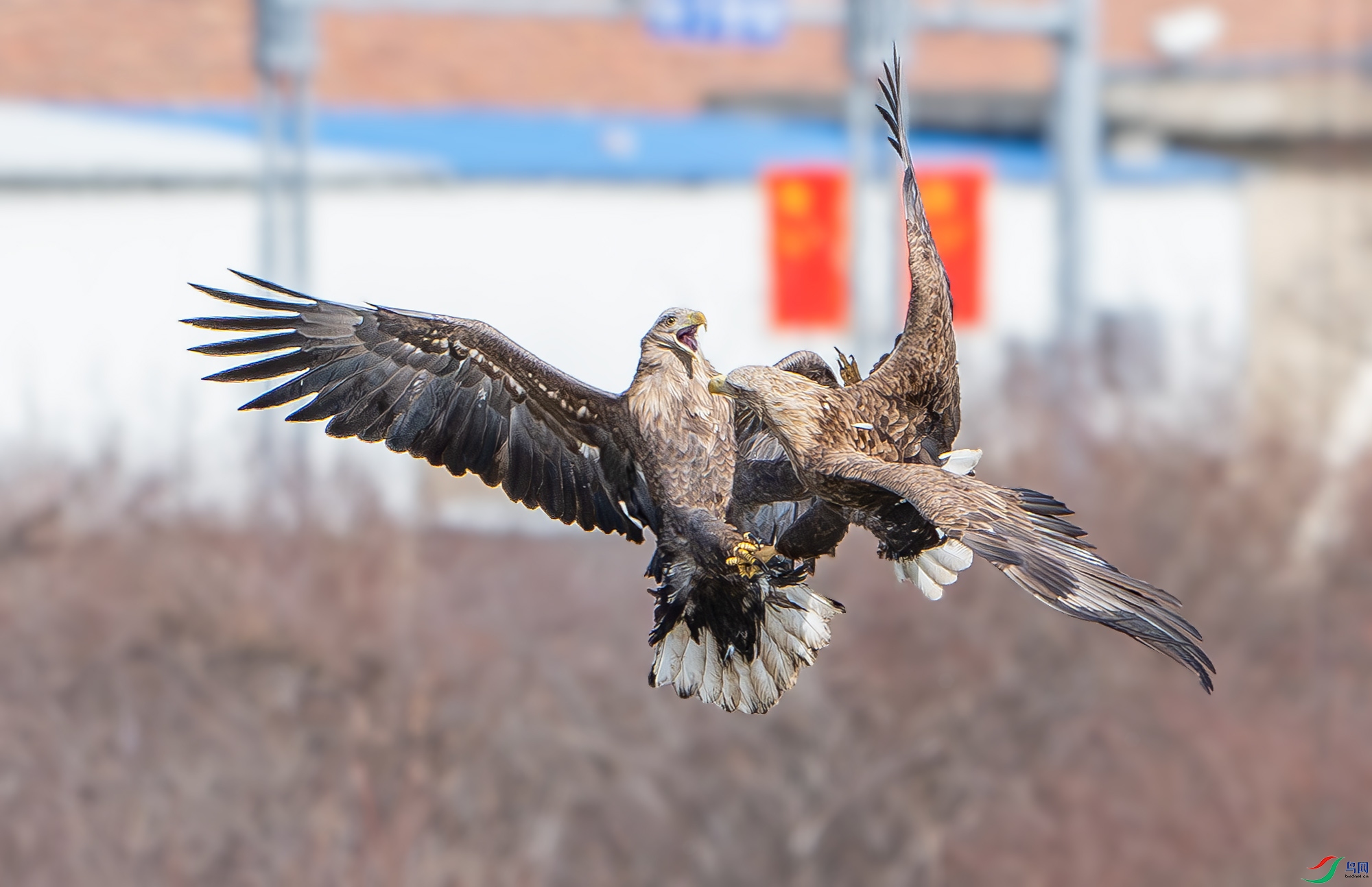 DSC_6118.jpg