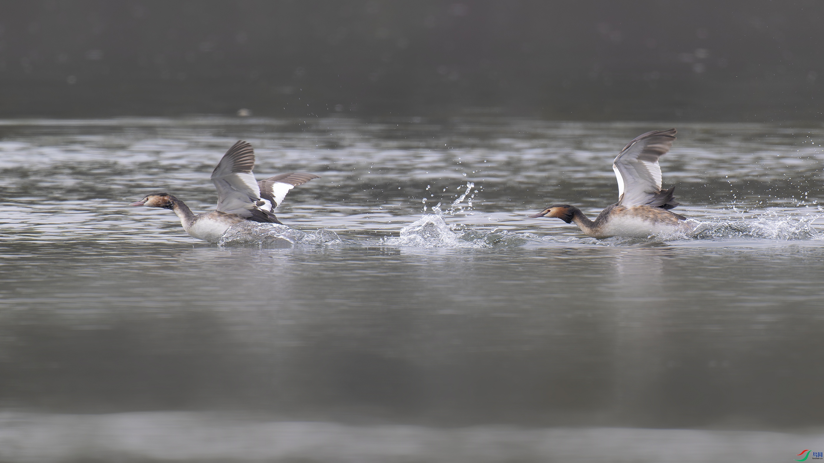 DSC_5130_DxO.jpg