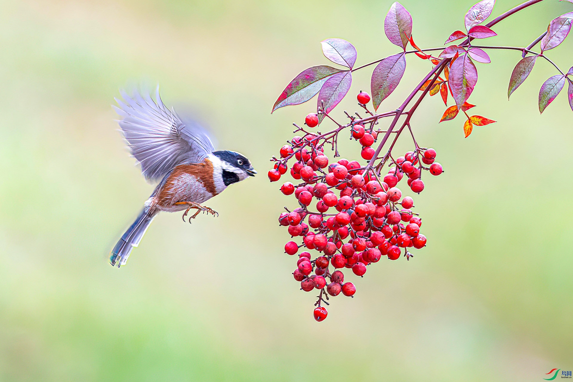 060A3214 ����-Sh----1 .jpg