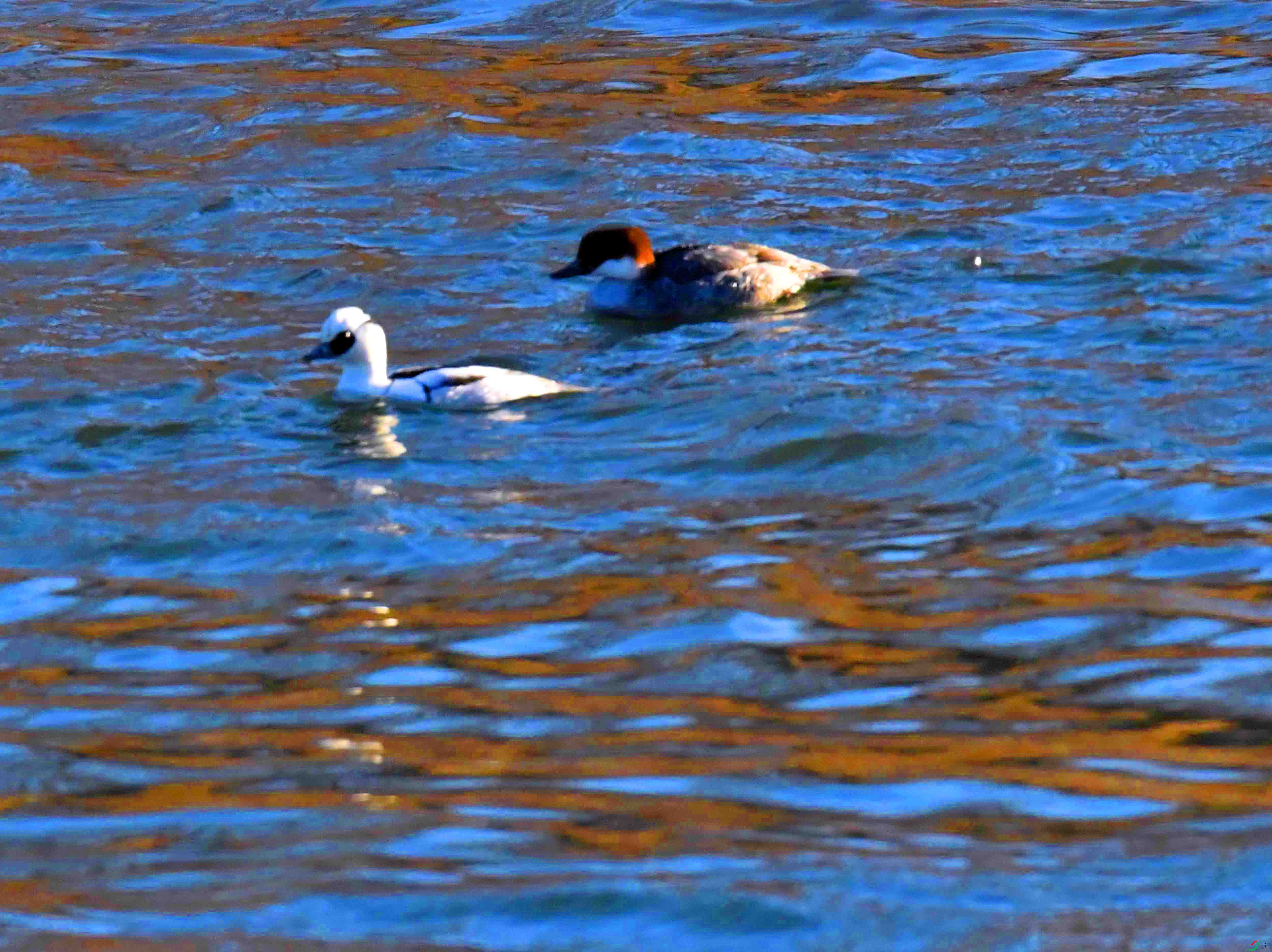 DSC_8803.JPG