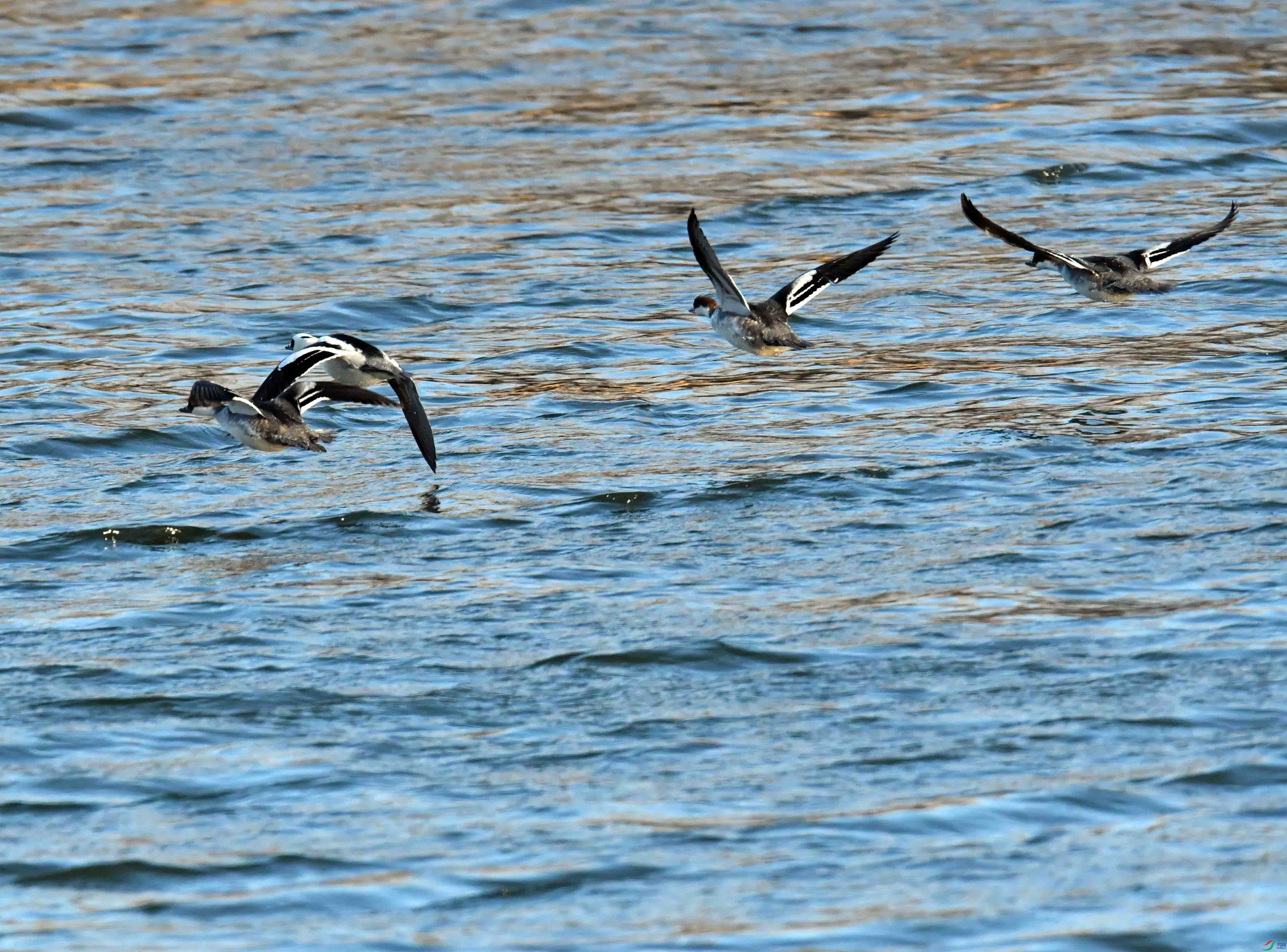 DSC_8817.JPG