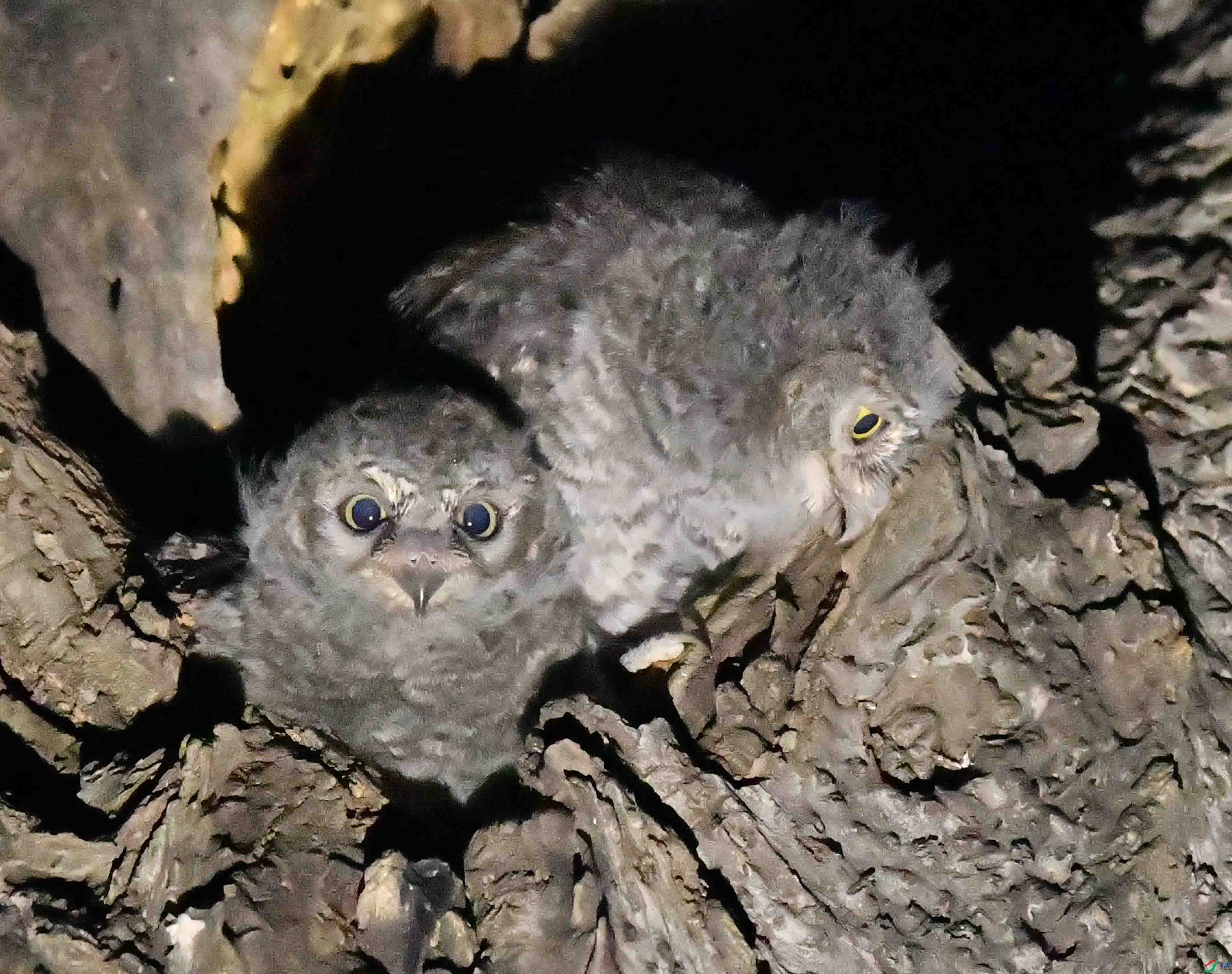 DSC_4618.JPG