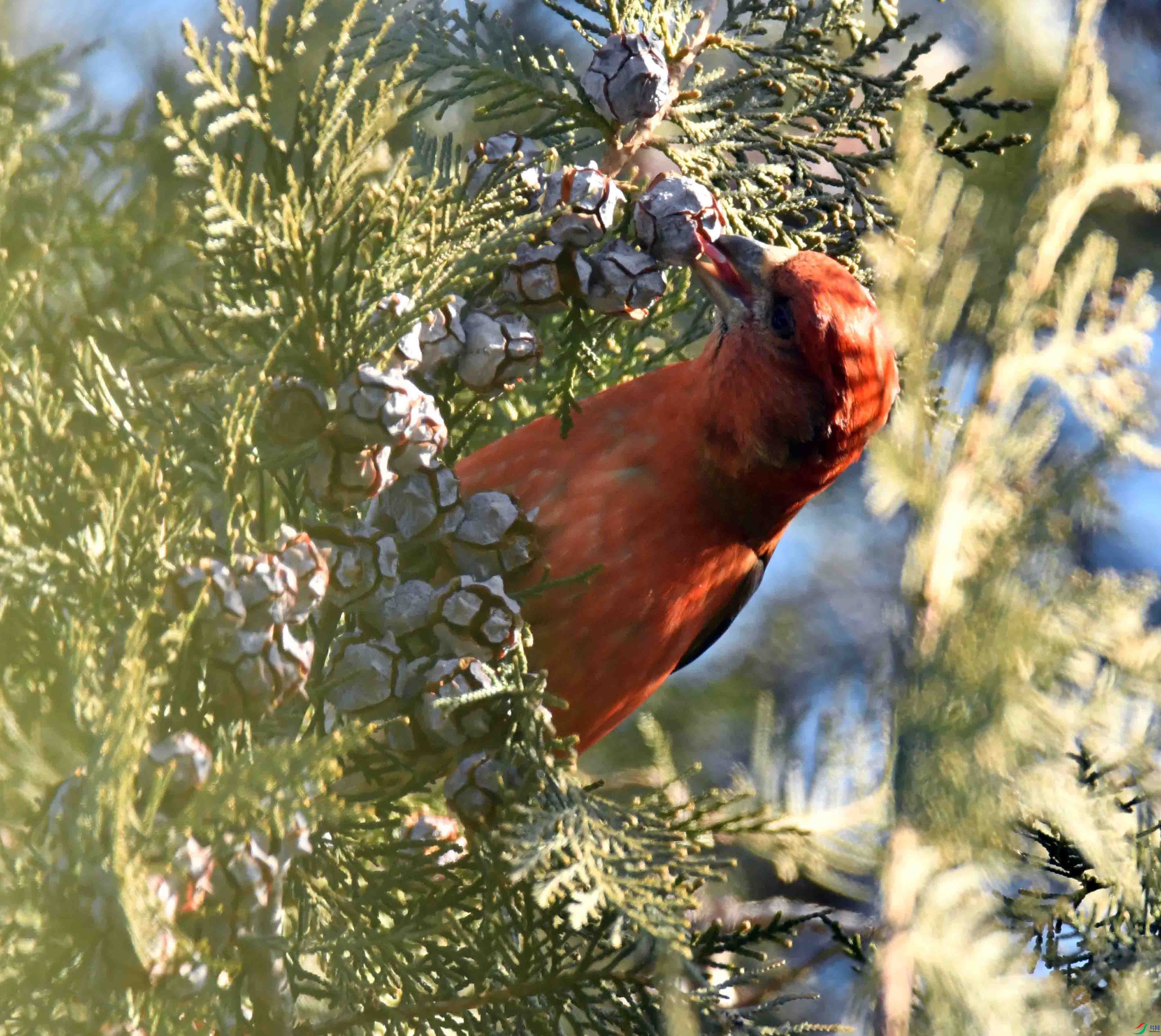 DSC_6896.JPG