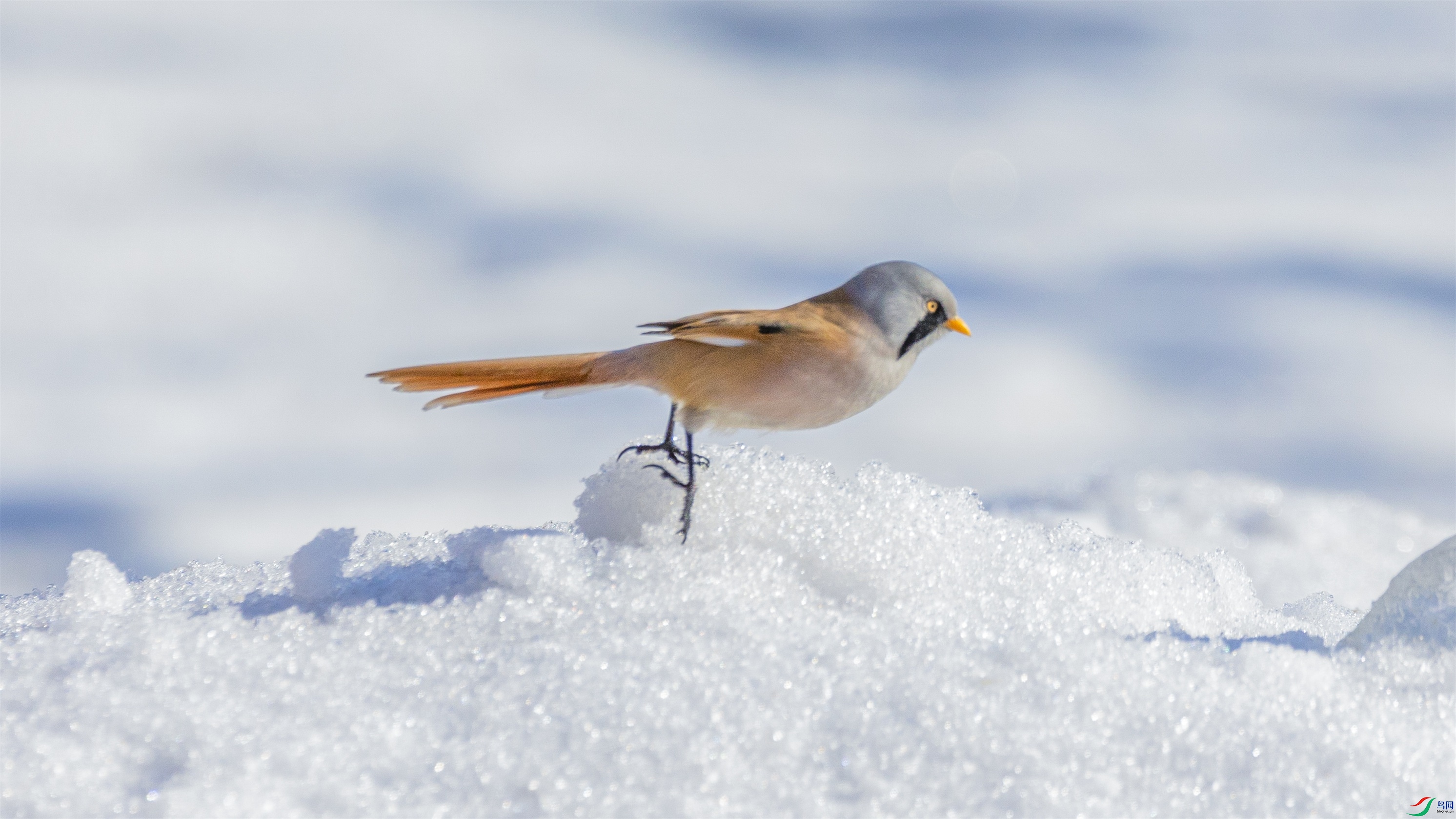 1K3A9136 ����1.jpg