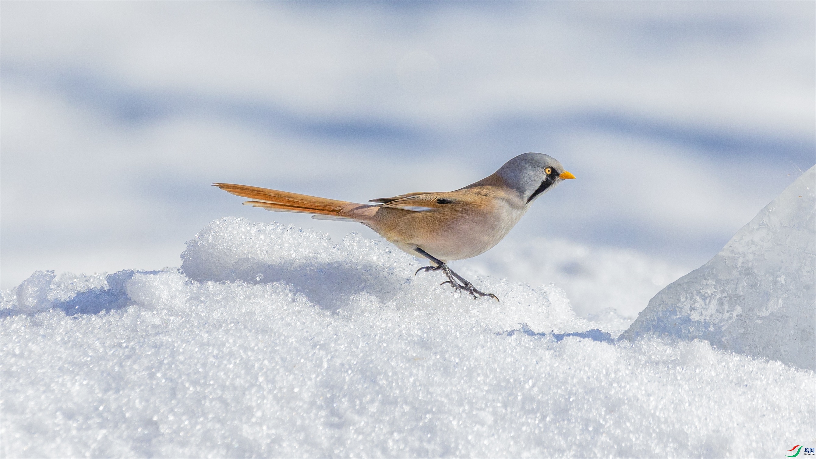 1K3A9139 ����1.jpg