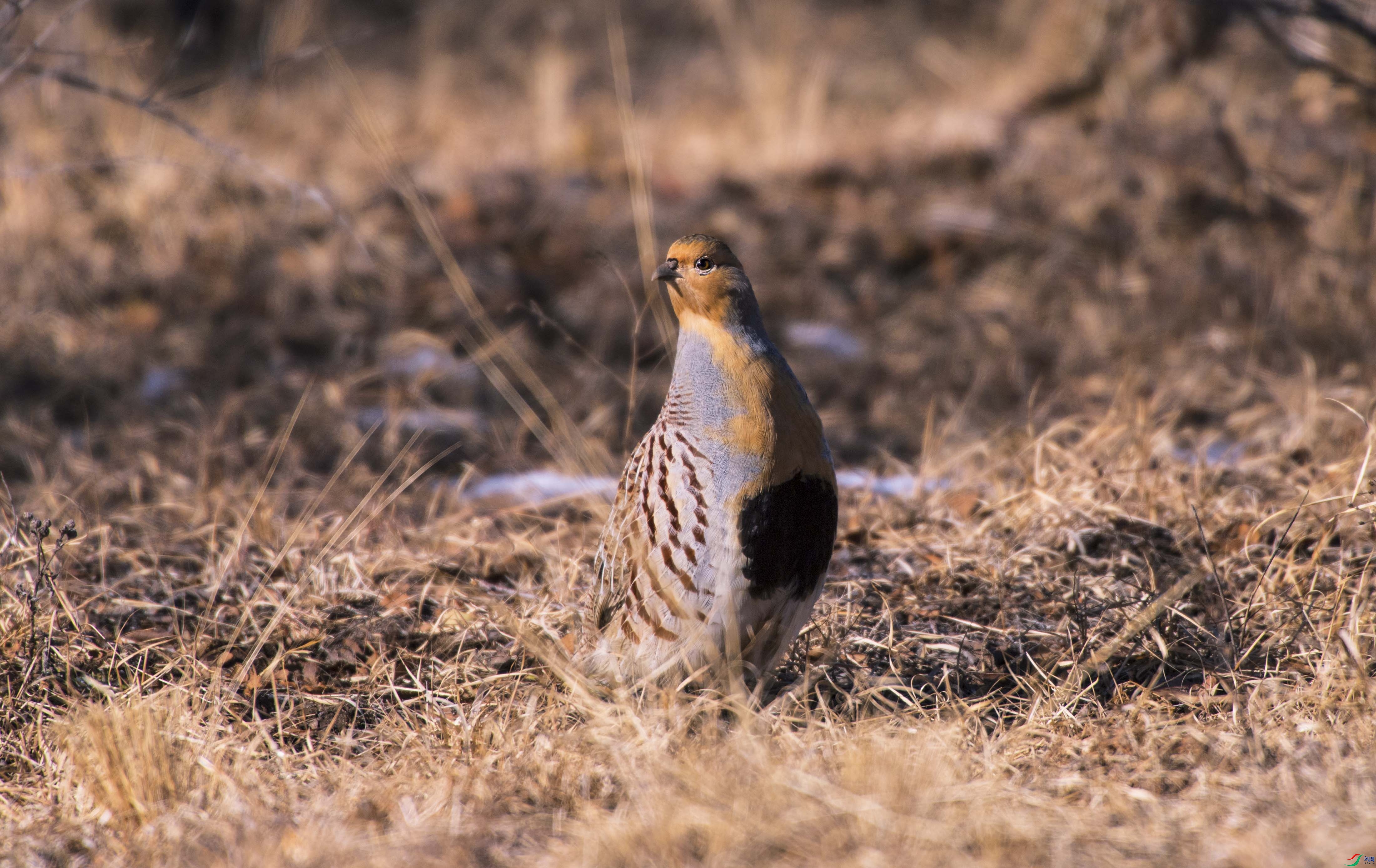 DSC_4013.jpg