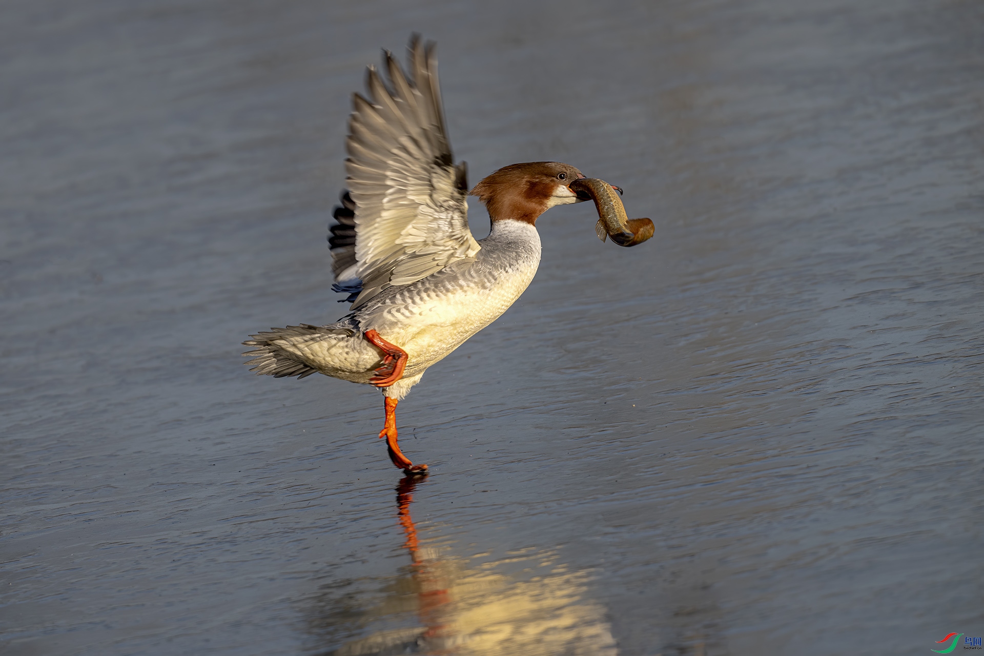 DSC_2552-.jpg