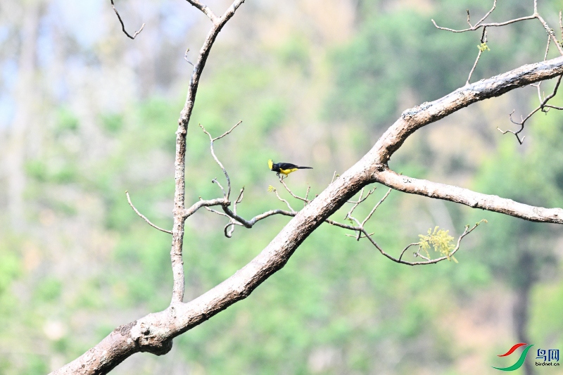 ��վ��Ϭ�����֦��