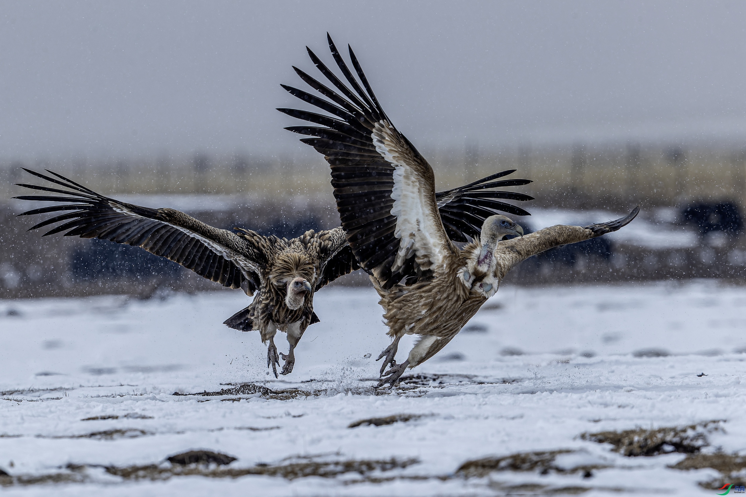 ��ɽأ�� (341)-01.jpg