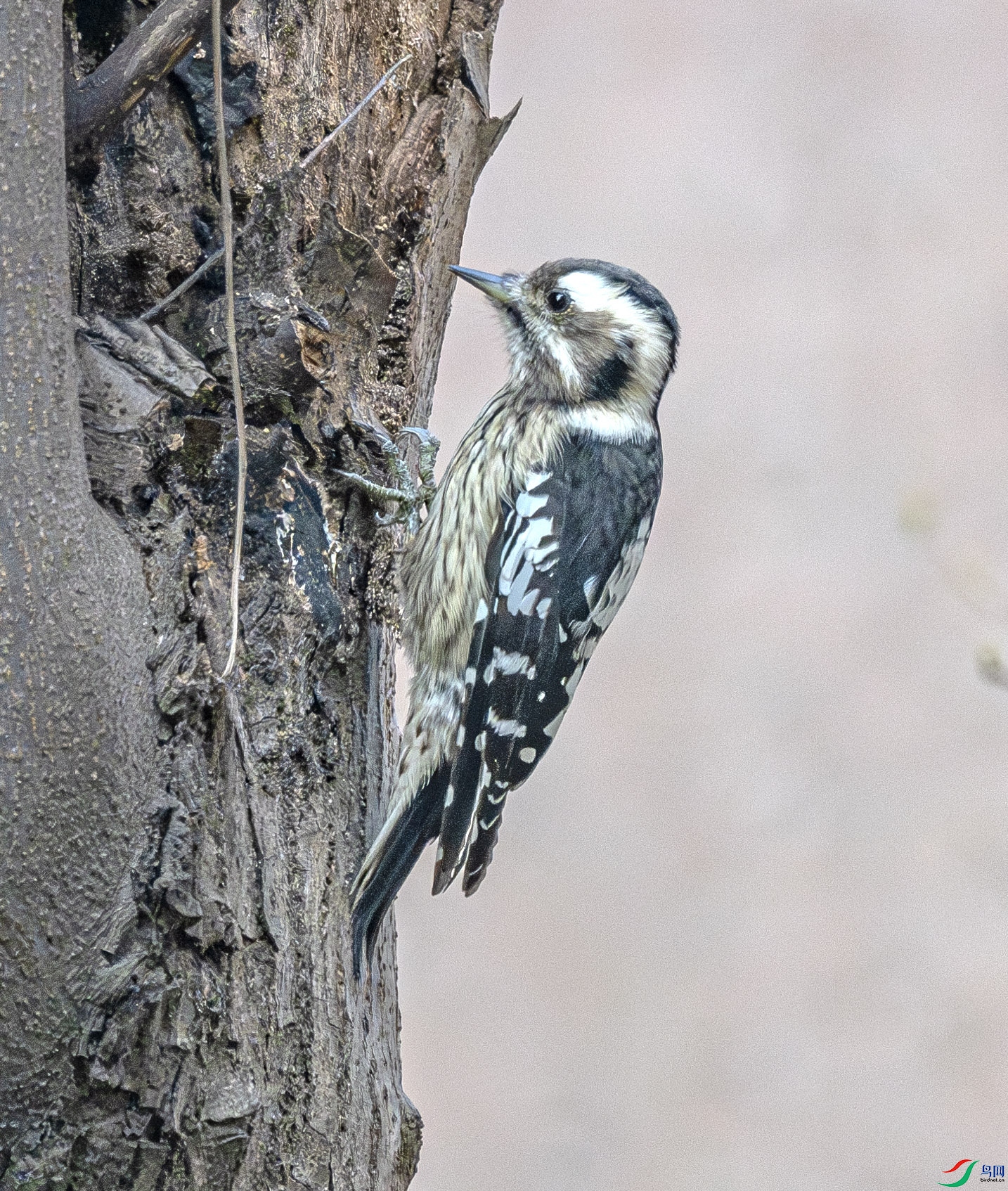 DSC_5281-����ǿ-NR ����.jpg