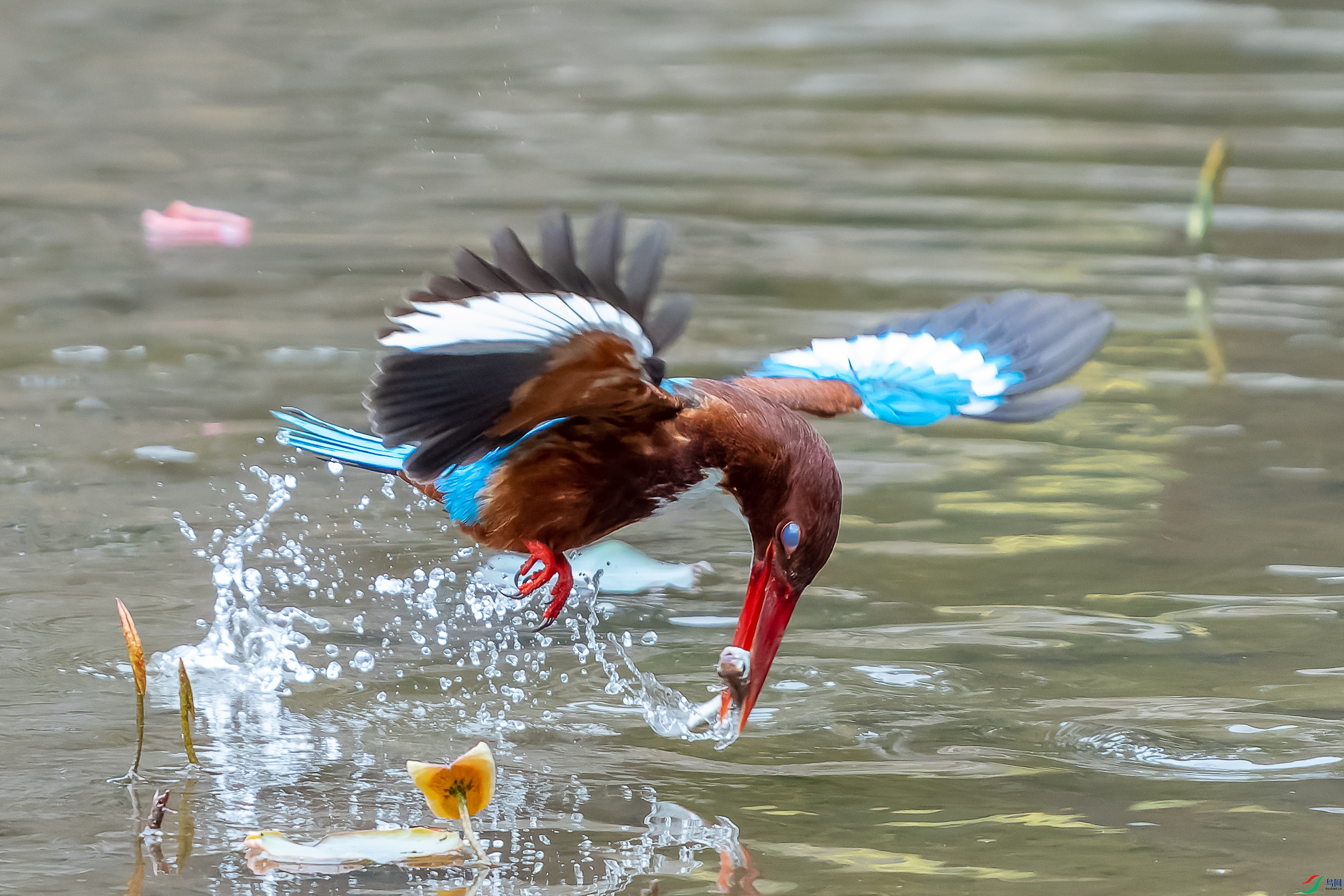 DSC08080-1.jpg