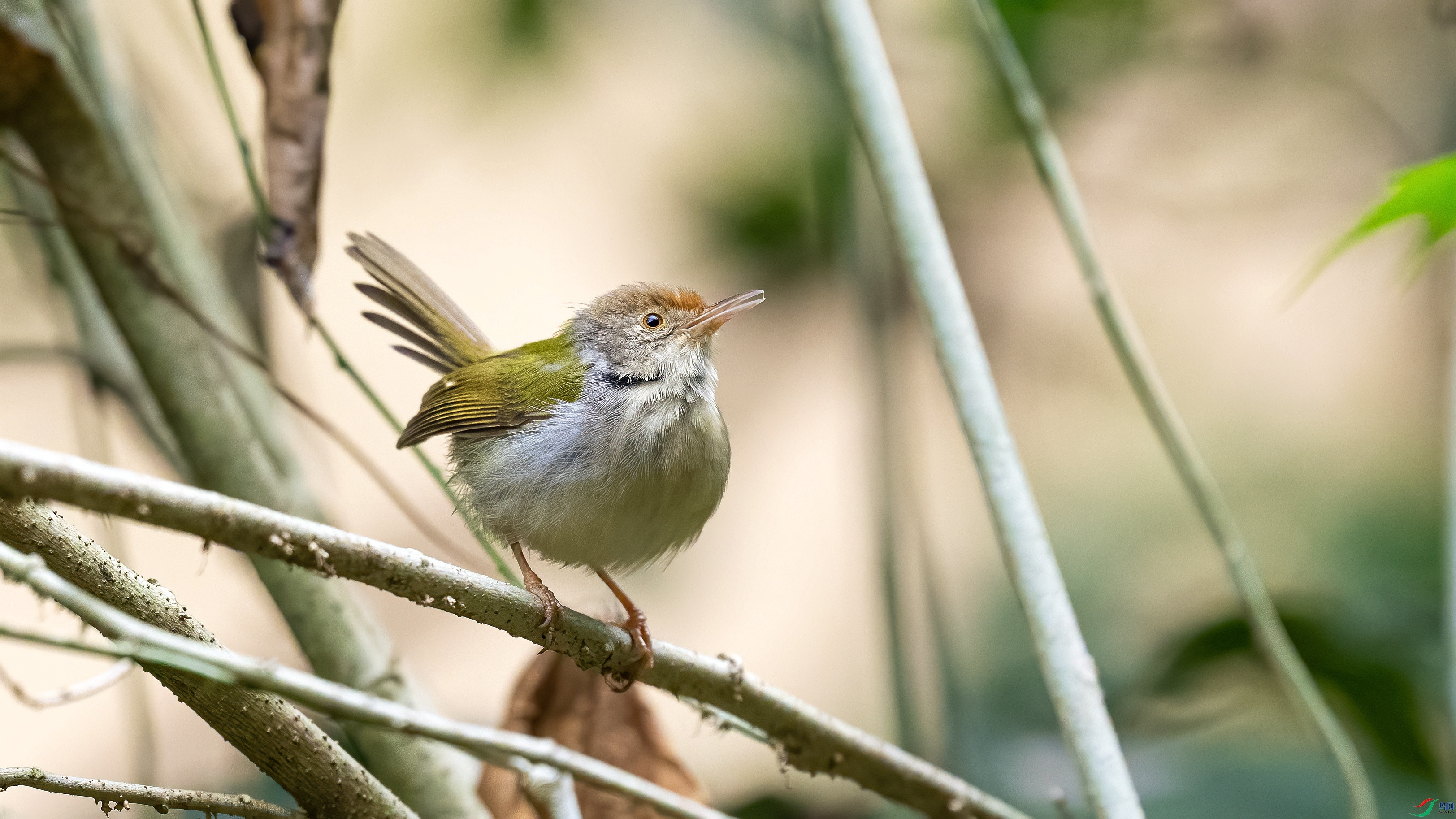 DSC_3696.jpg