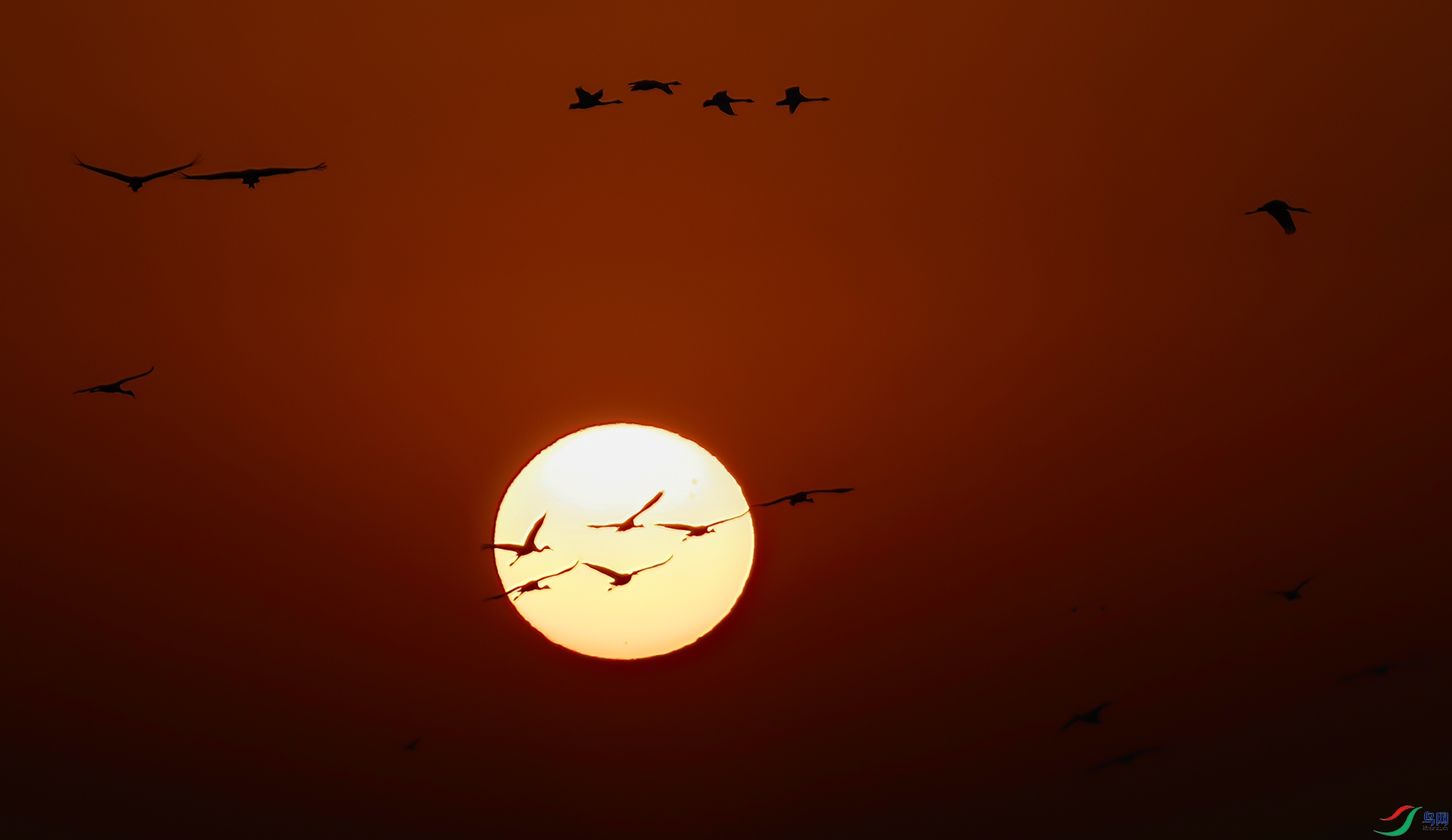 _60A3157 ����-Sh---1 .jpg