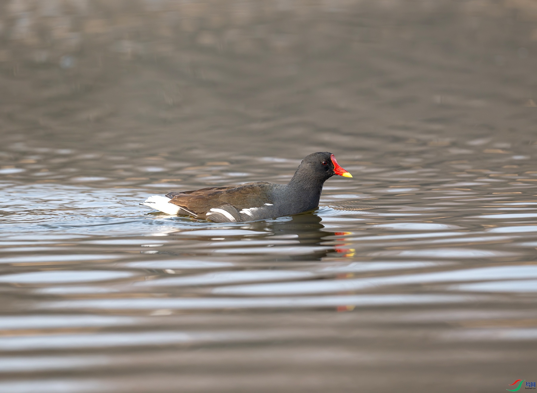 DSC_8328f.jpg