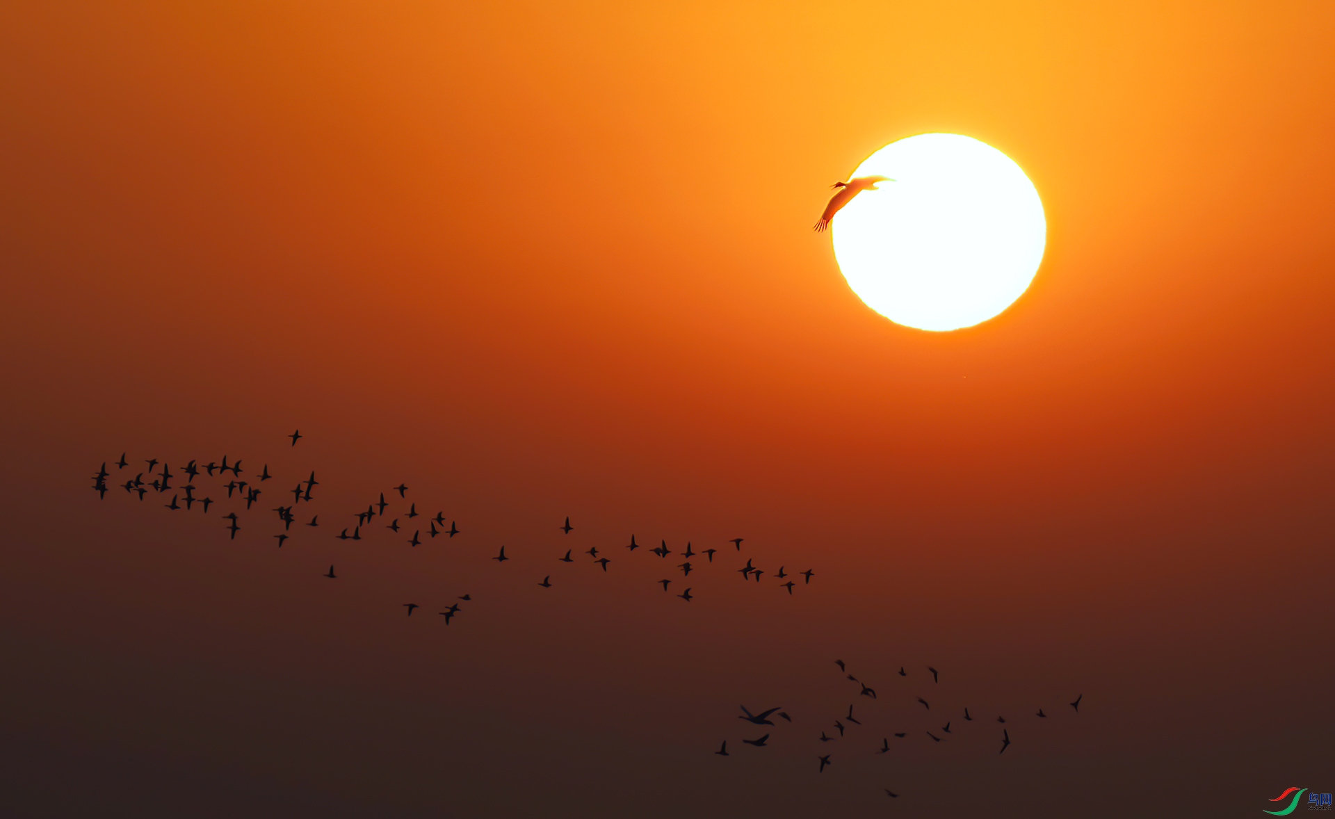 _60A4608 ����-Sh---1 .jpg