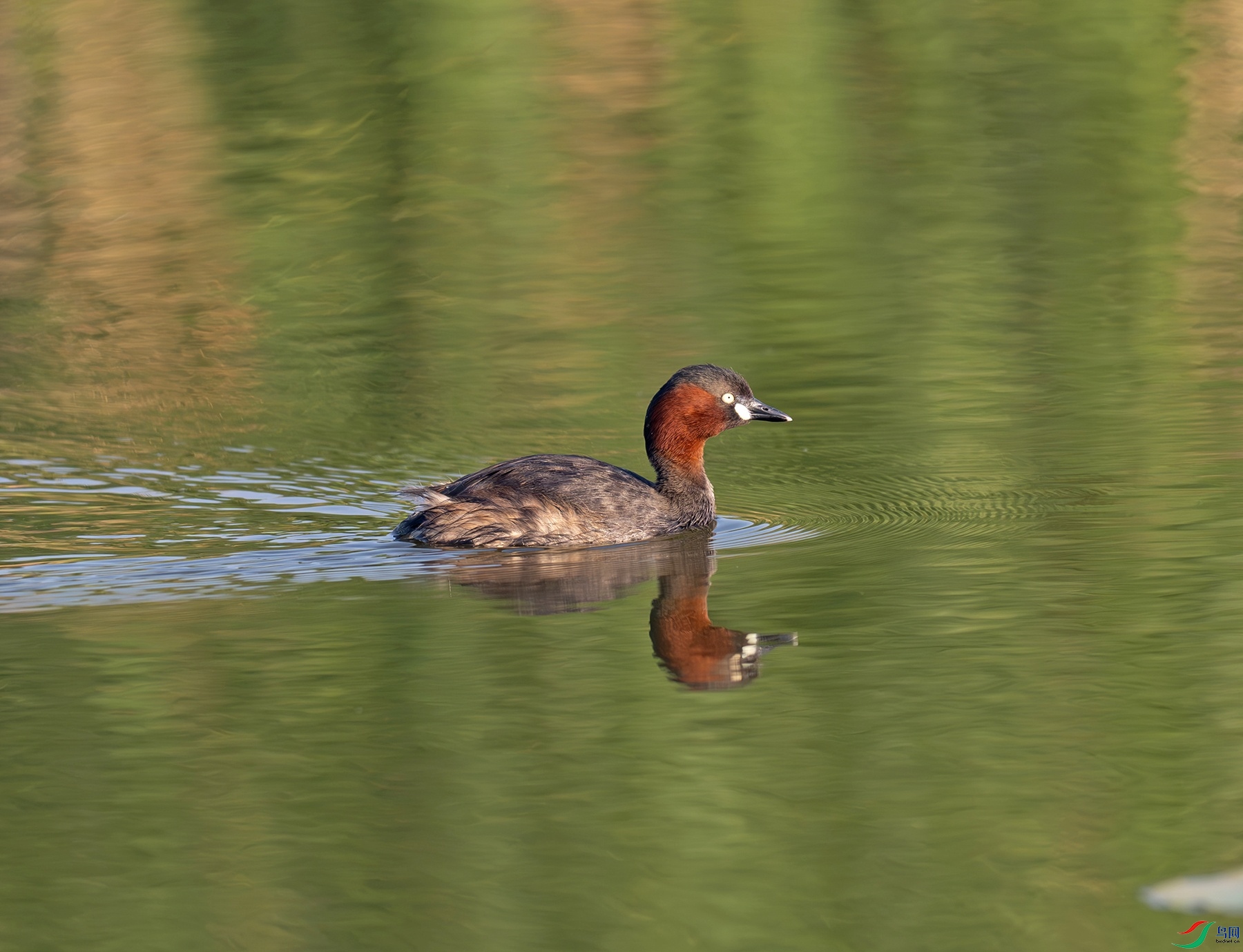_DSC7672f.jpg