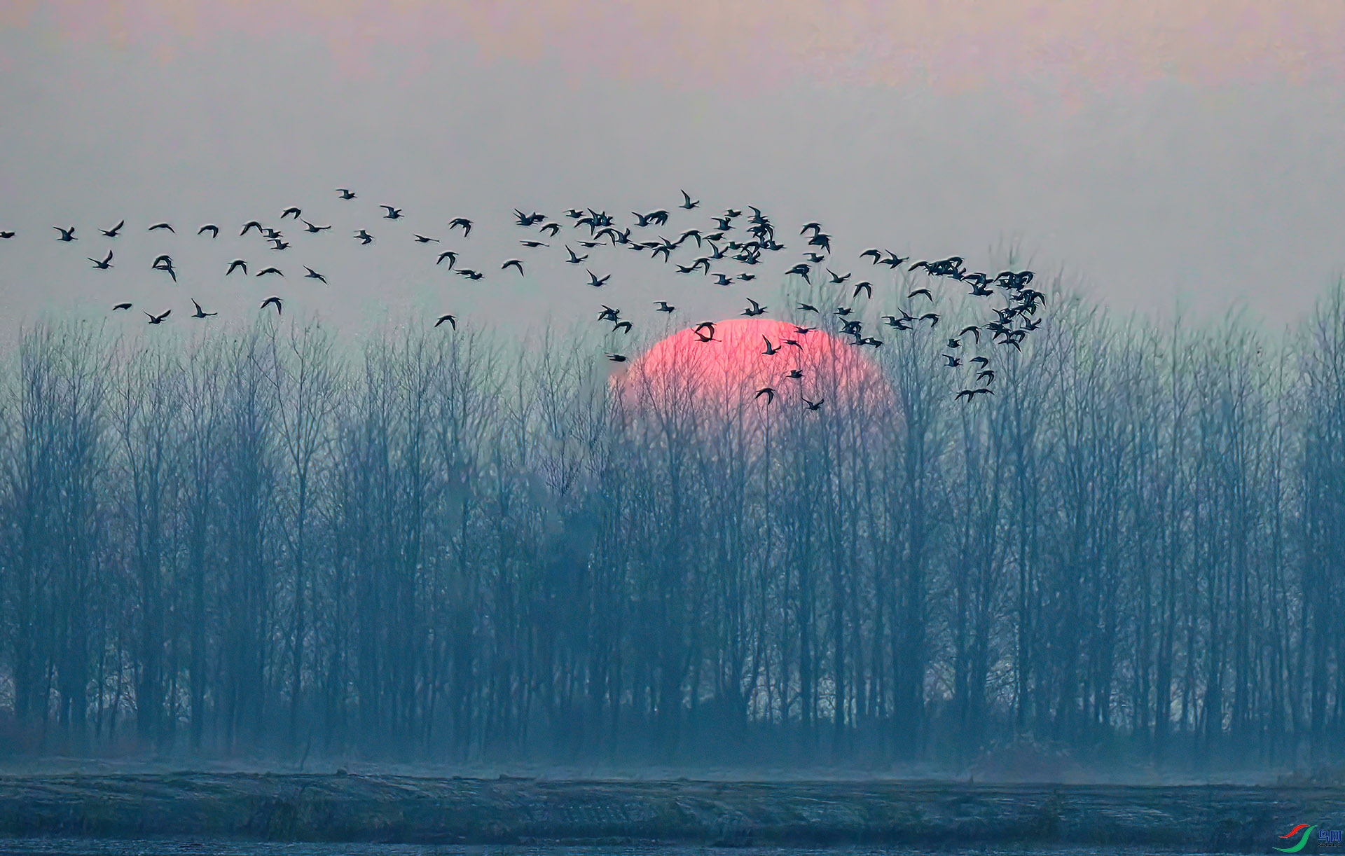 _60A5562 ����-Sha----1 .jpg