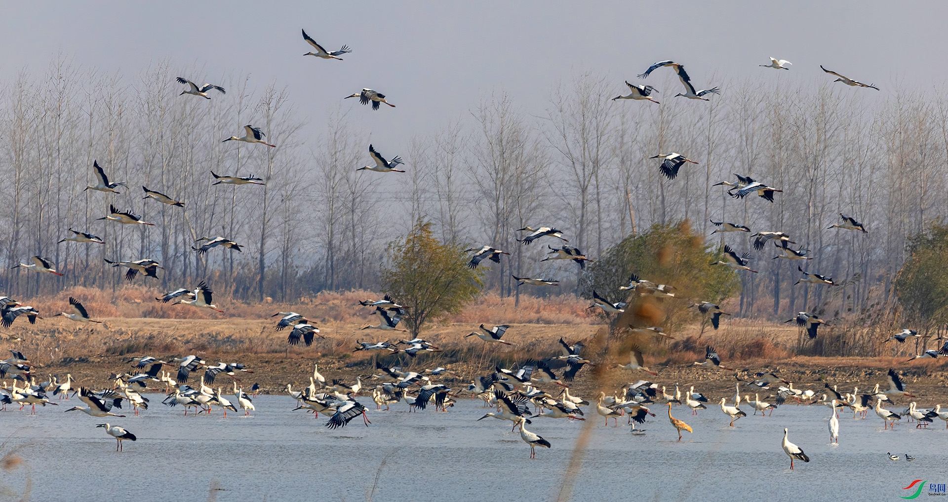 _60A9643 ����-Sha---1 .jpg