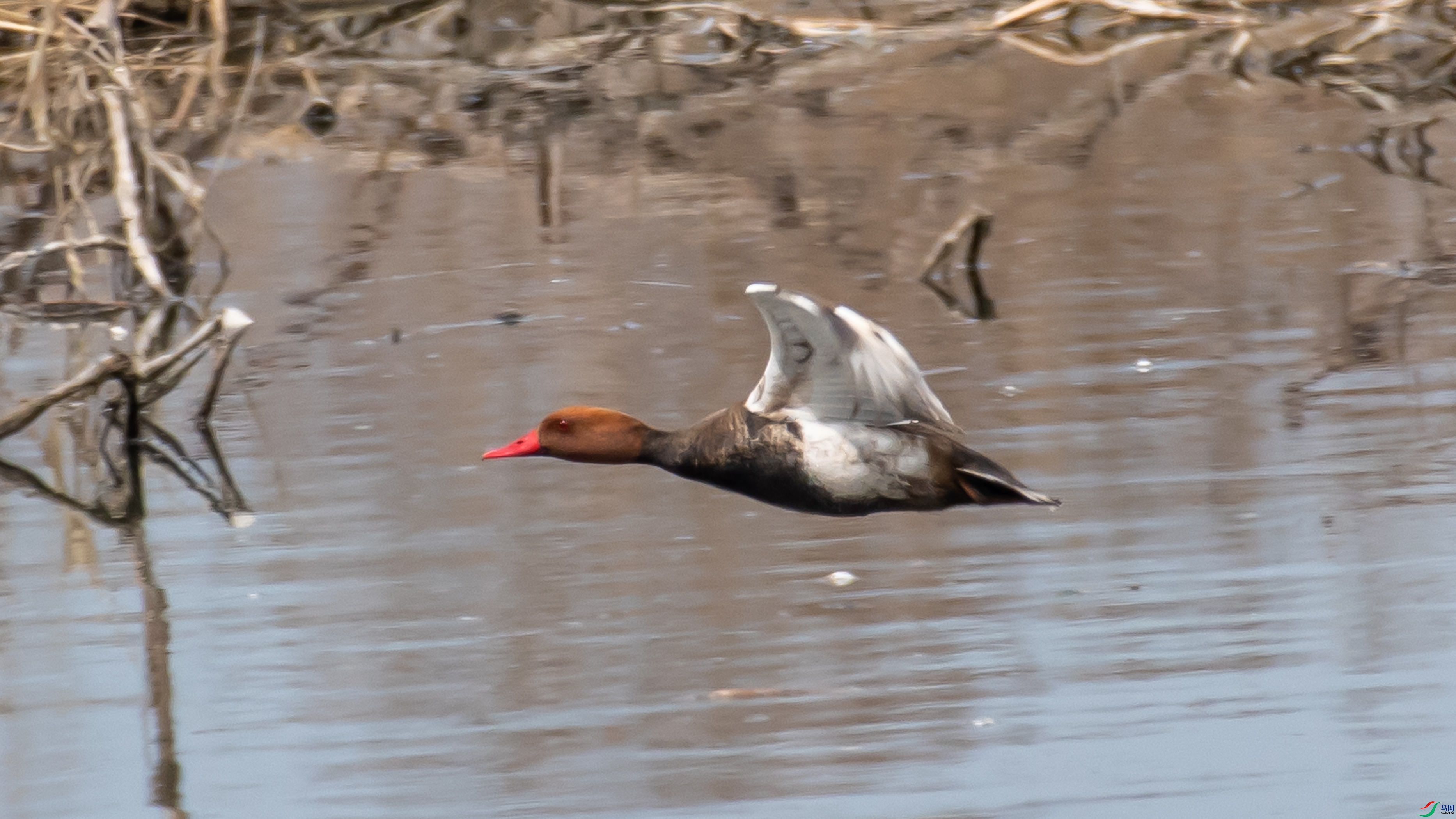 DSC_8461.jpg